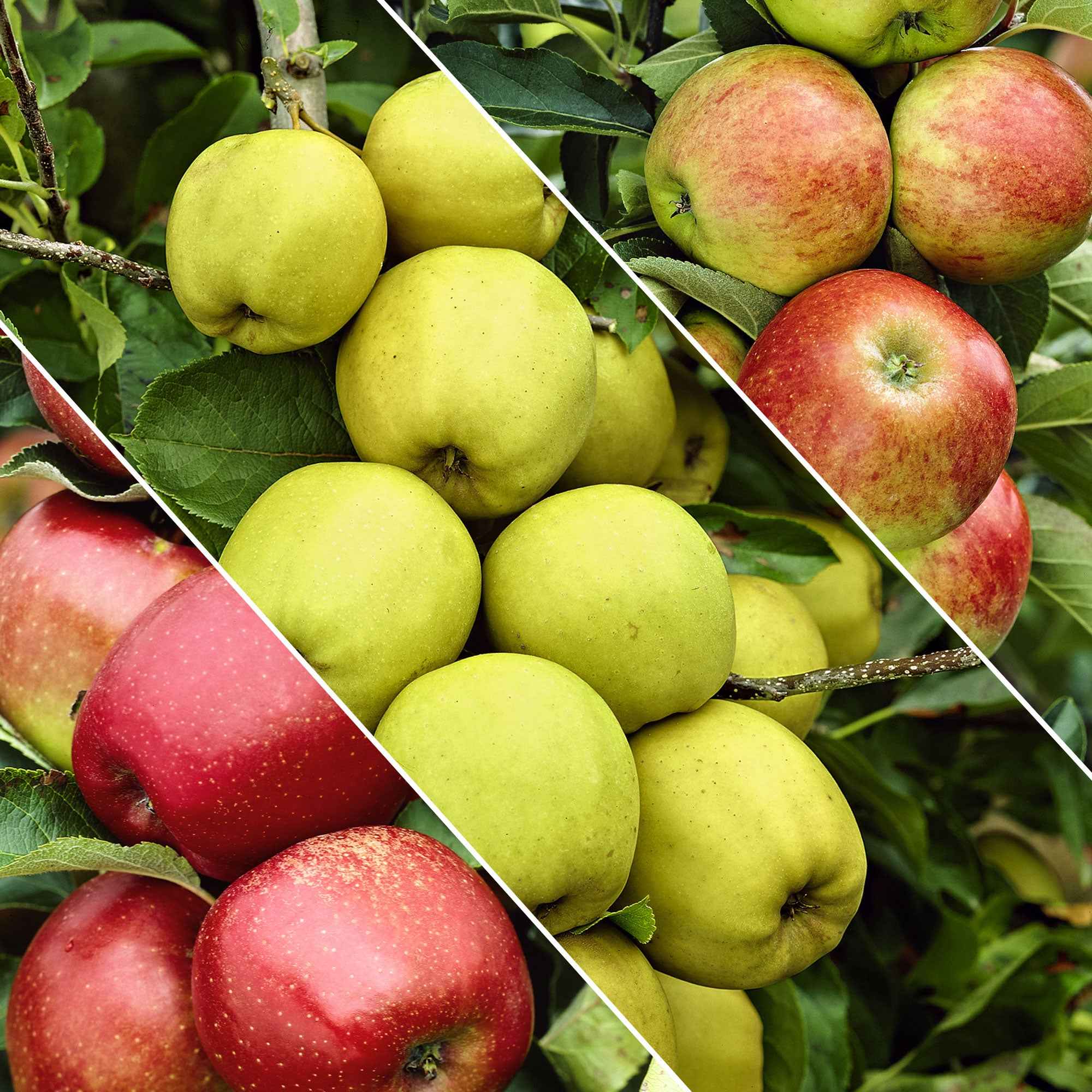 Appelboom - Trio 'Jonagored' + Golden Delicious'+ 'Elstar' - Image 3