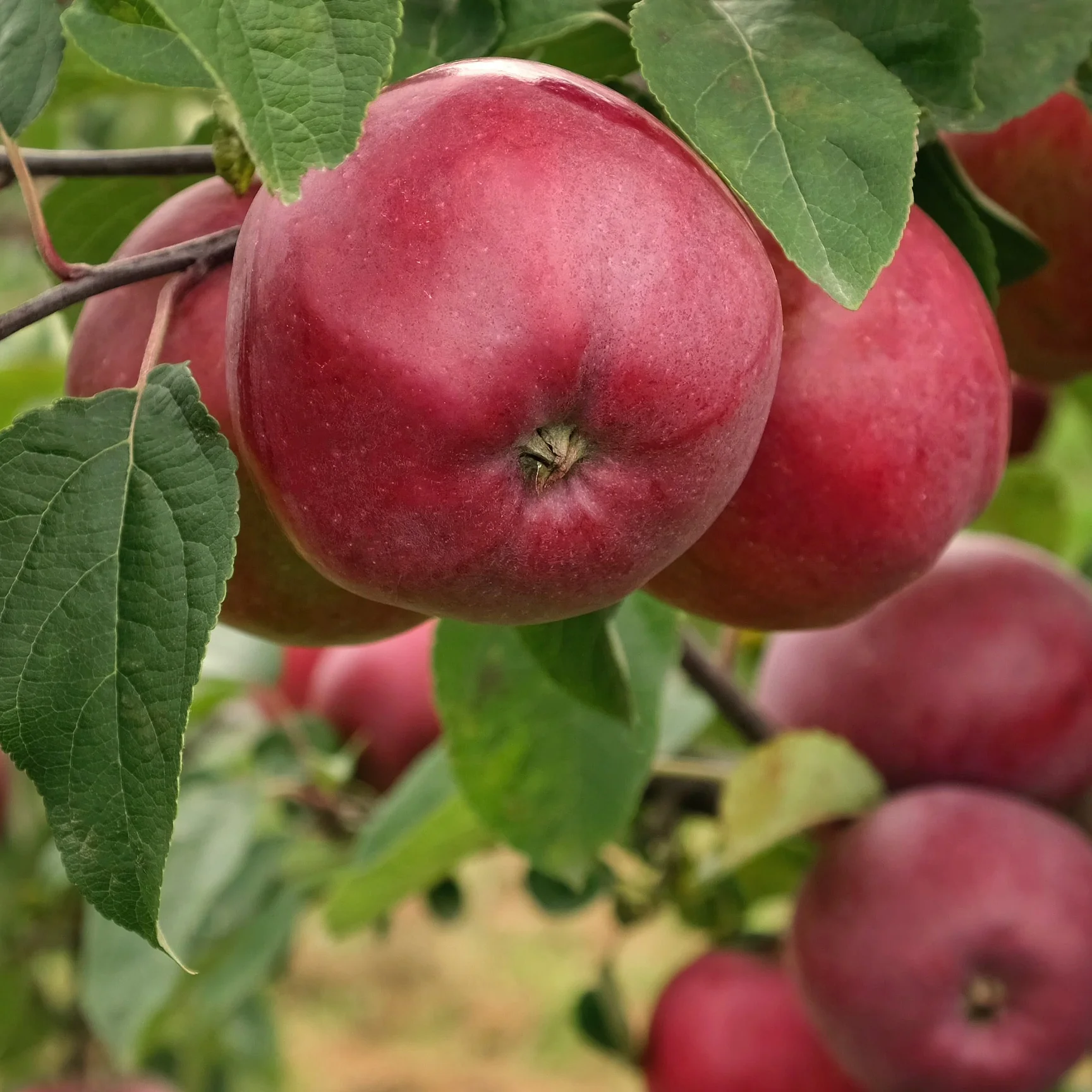 Appelboom 'Marylin Red'