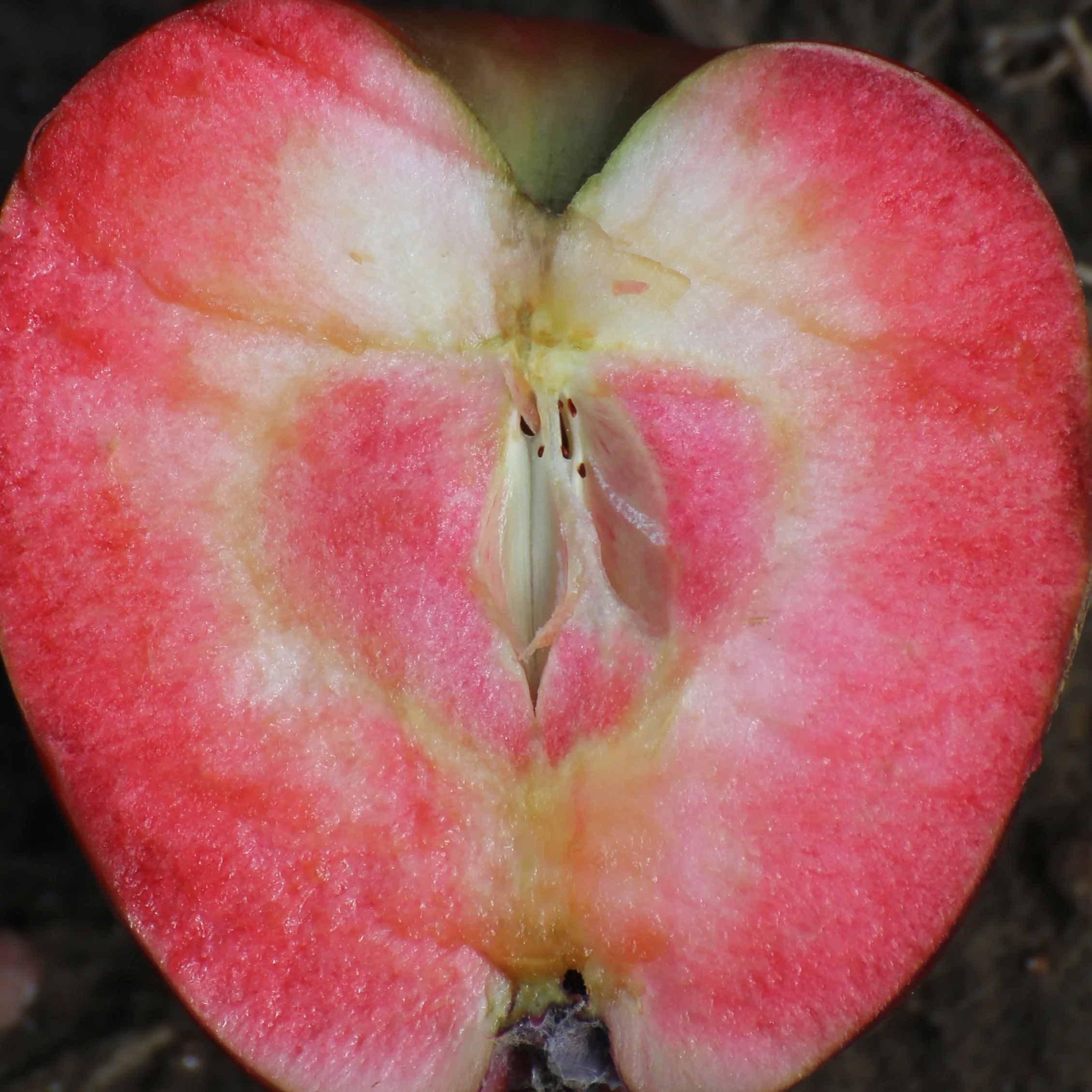 Appelboom 'Marylin Red' - Image 2