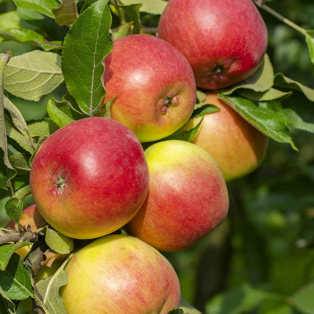 Appelboom Mix - 'Reine de Reinettes' + 'Cox's' + 'Golden Delicious' - Image 2