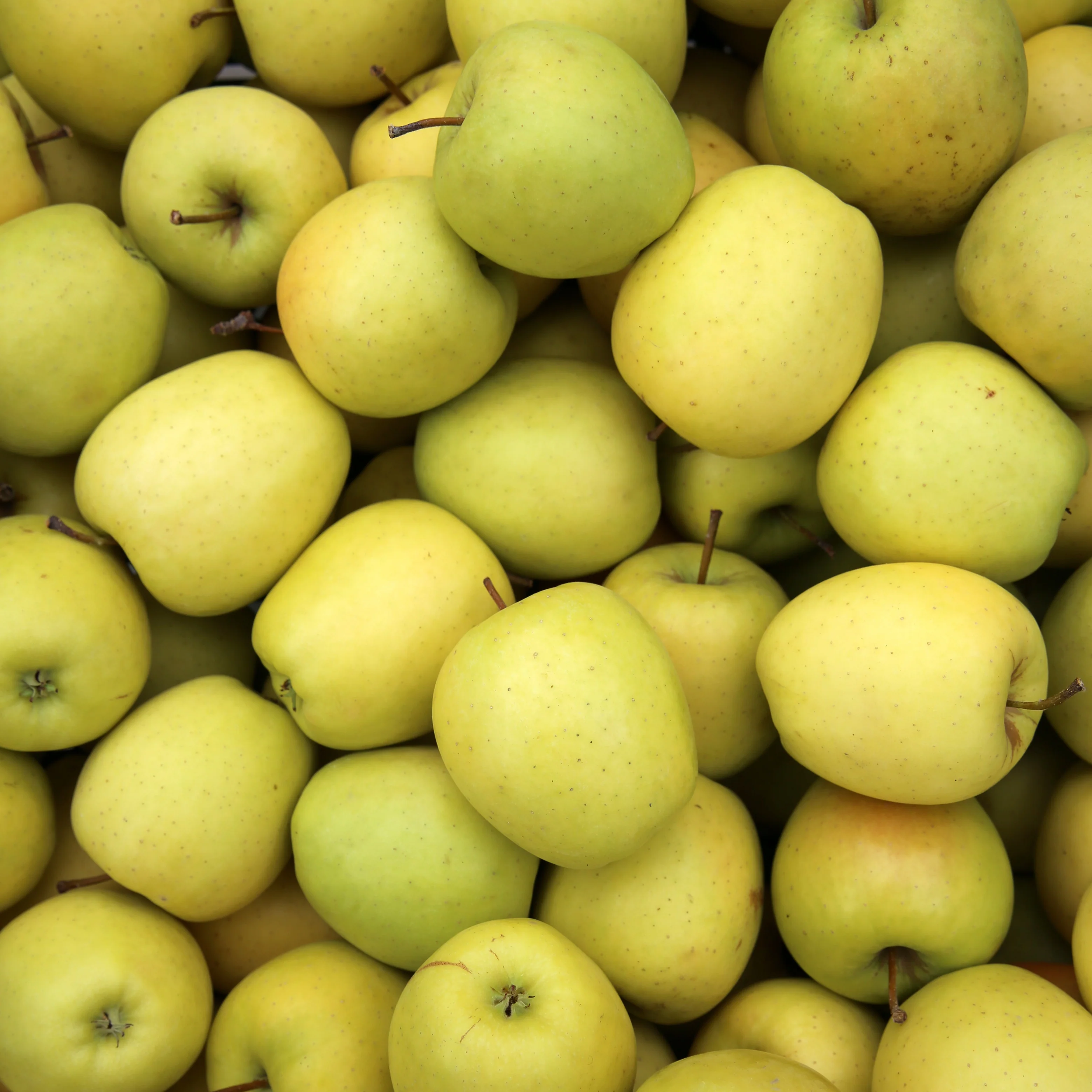 Appelboom Mix - 'Reine de Reinettes' + 'Cox's' + 'Golden Delicious' - Image 3