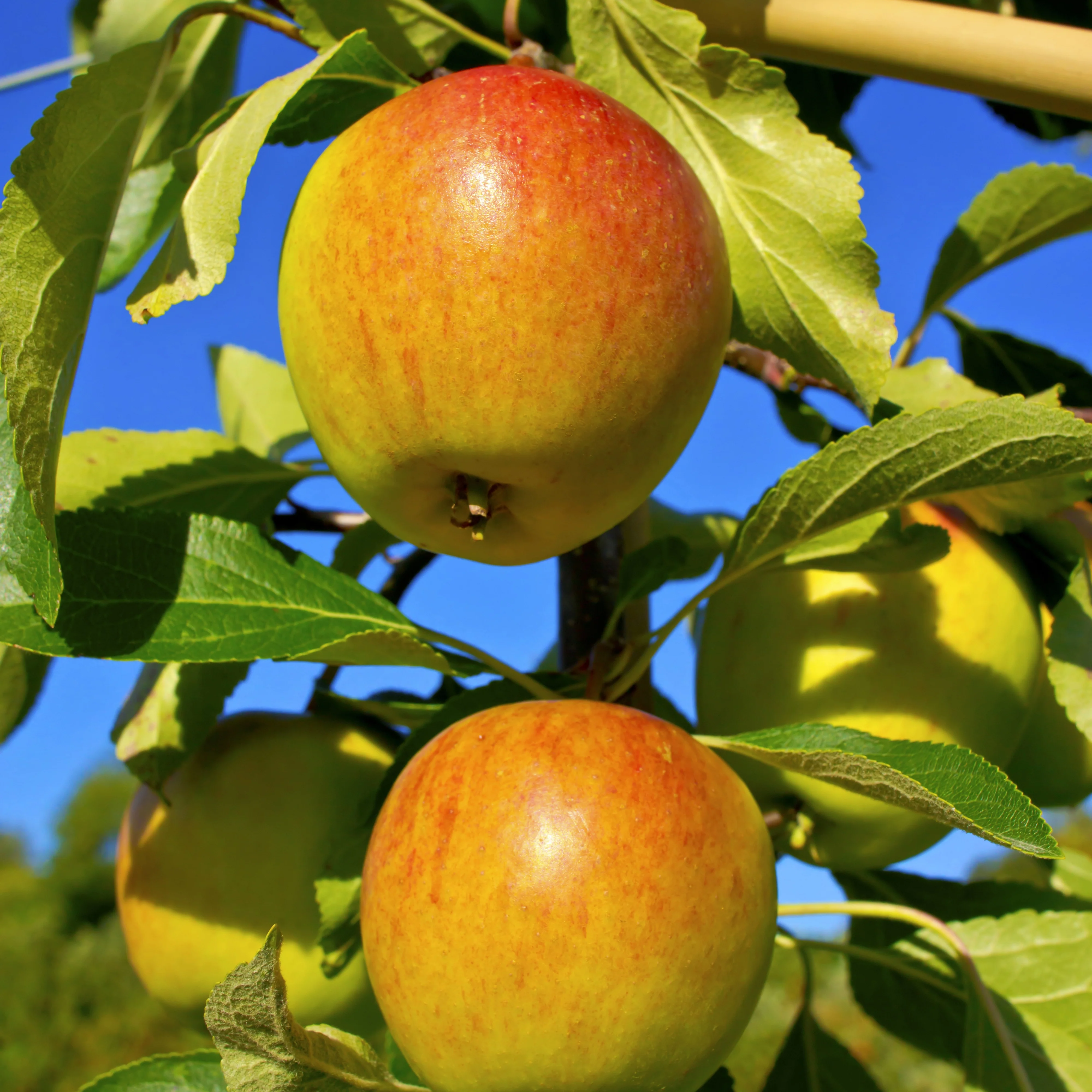 Appelboom Mix - 'Reine de Reinettes' + 'Cox's' + 'Golden Delicious' - Image 4