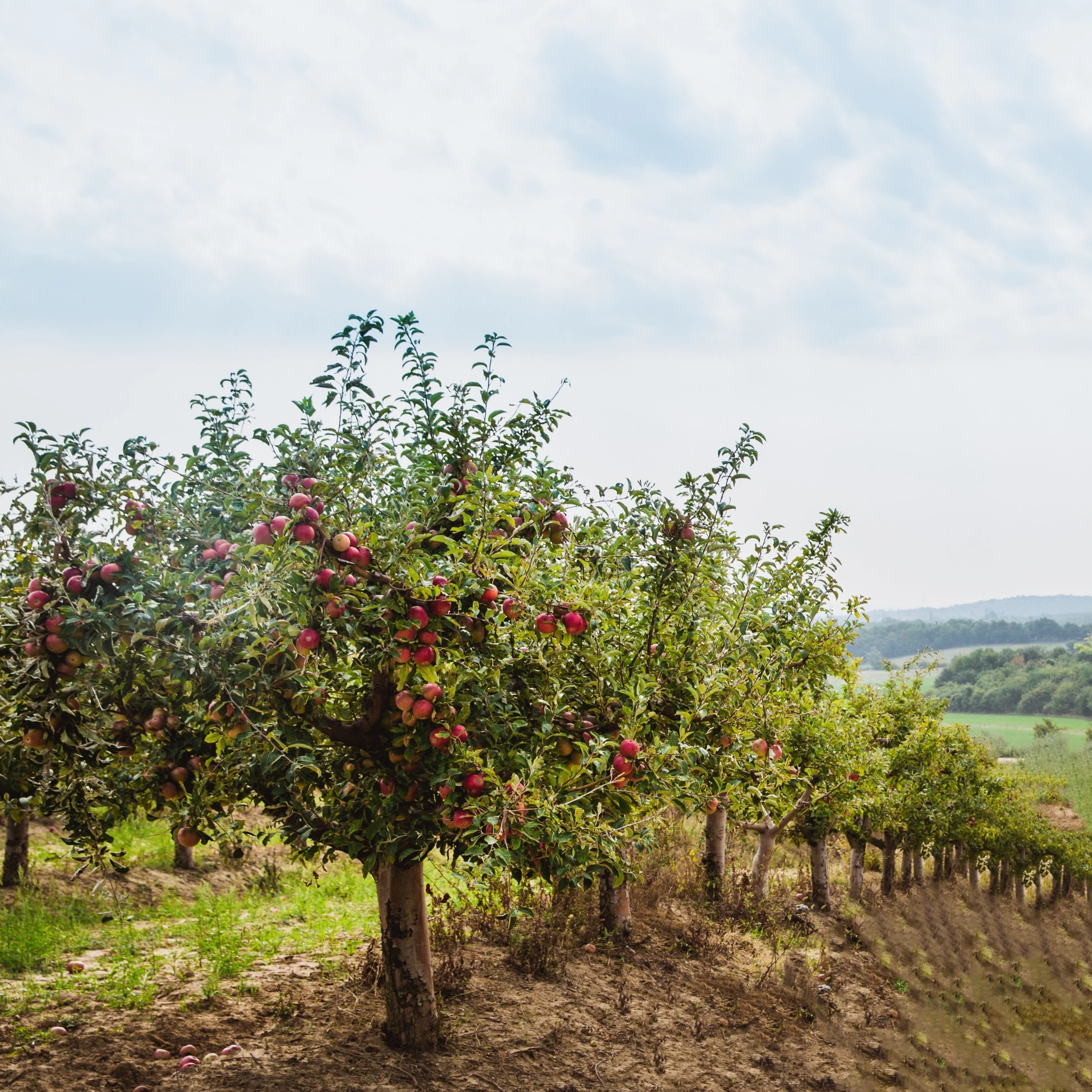 Appelboom 'Red Chief' - Image 2