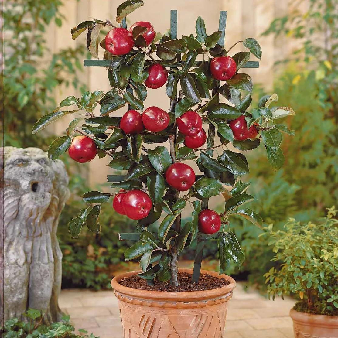Miniatuur 1