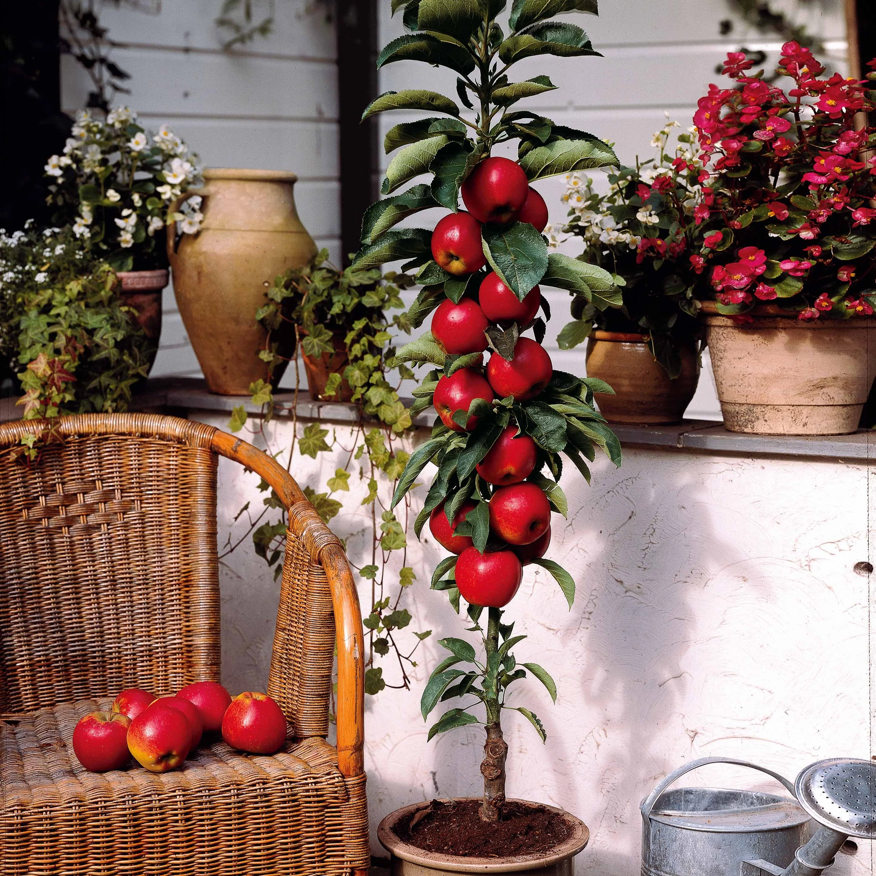 Miniatuur 2