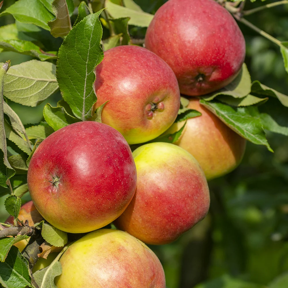 Appelboom 'Reine des Reinettes' - Image 3