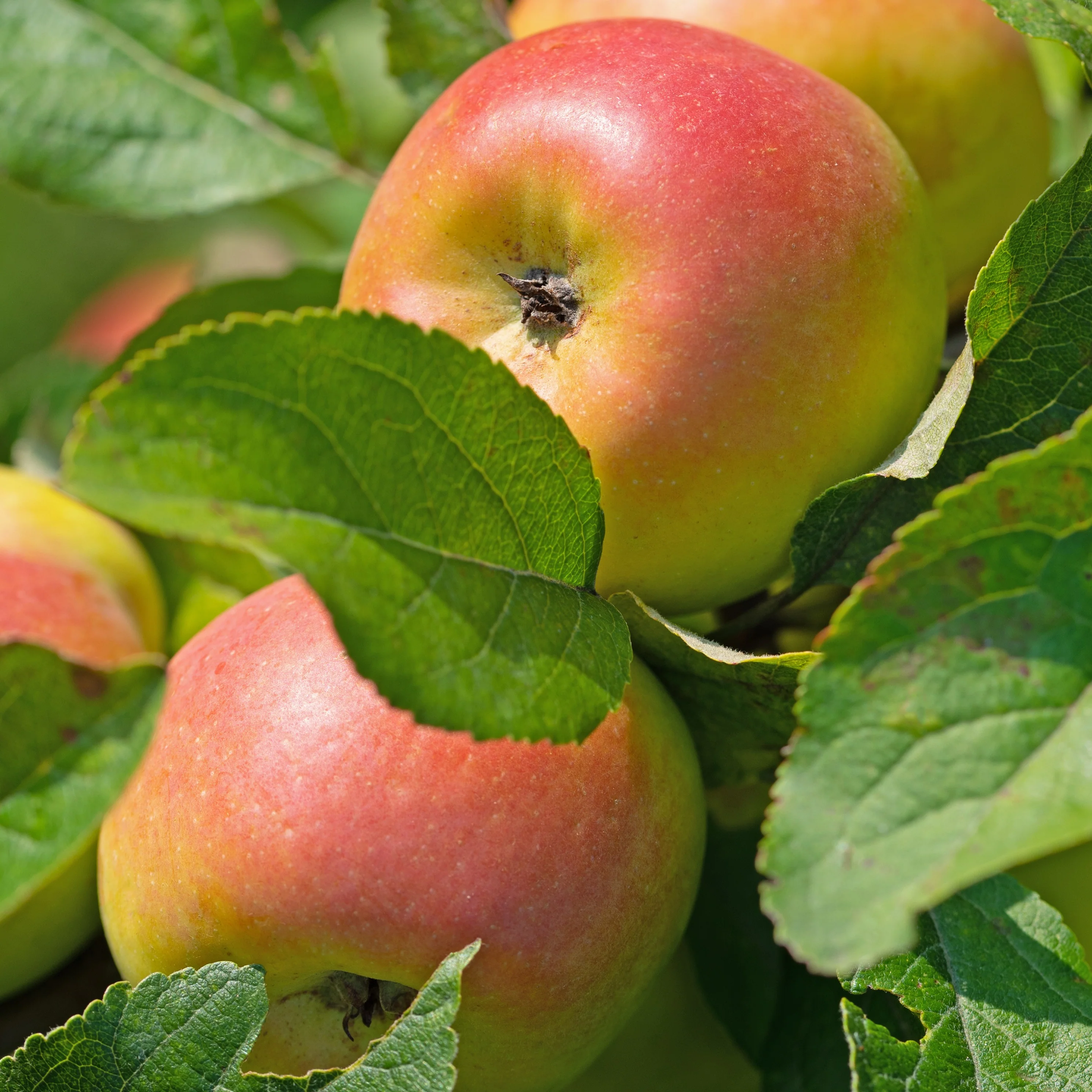 Appelboom 'Reine des Reinettes' - Image 4