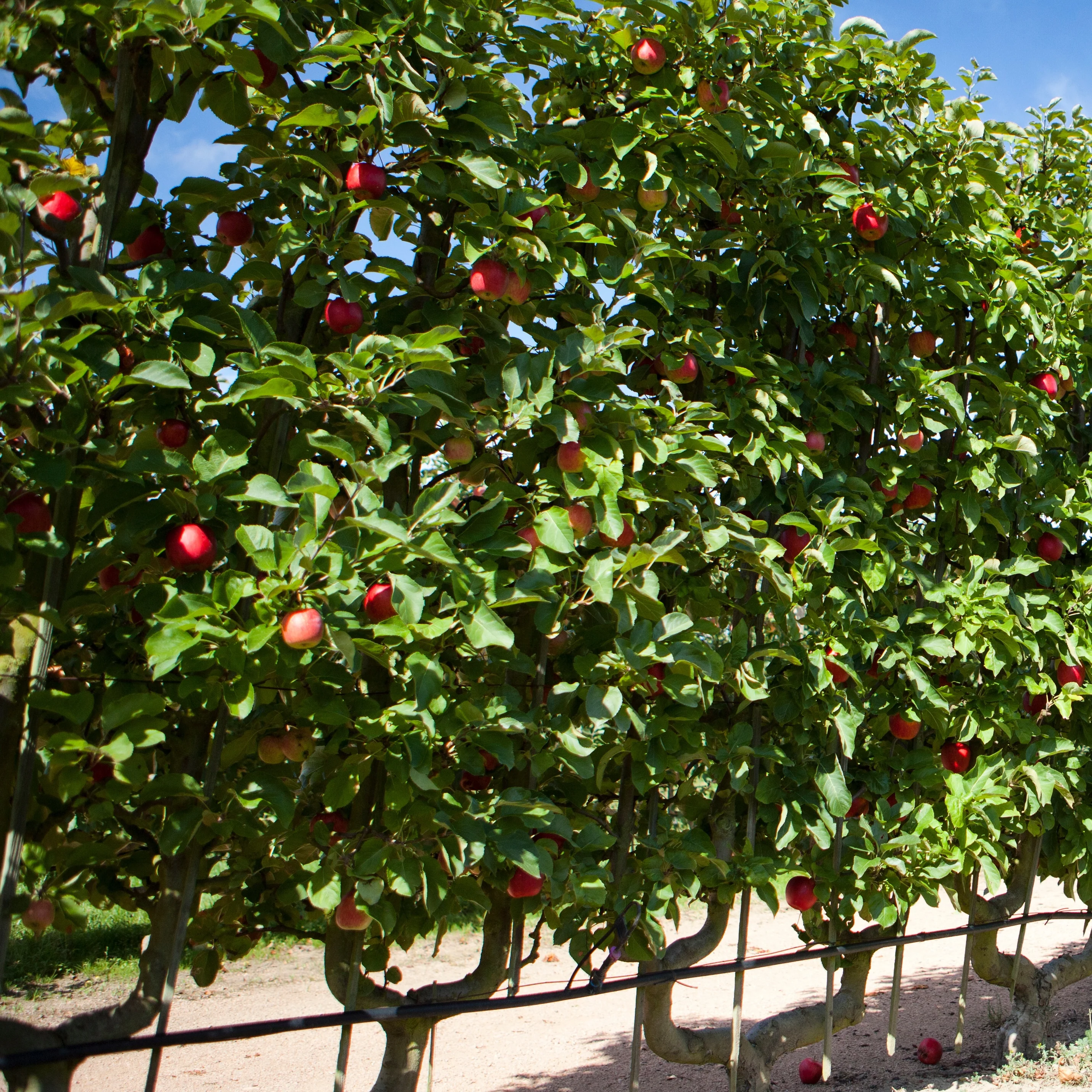 Appelboom 'Starking Delicious' - Image 2