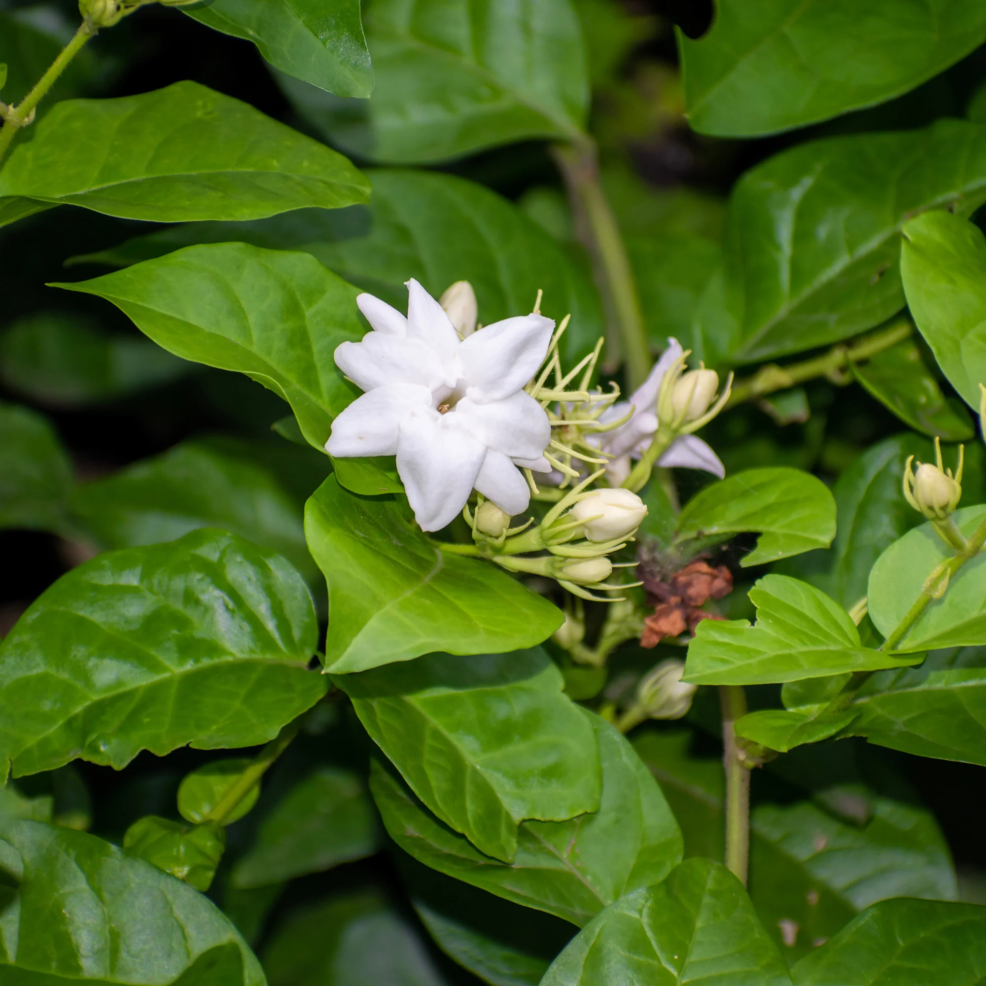 Miniatuur 1