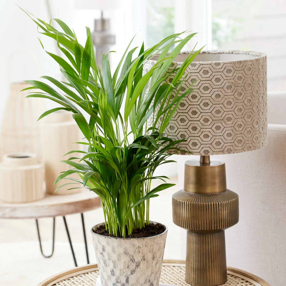 Areca palm - Image 3