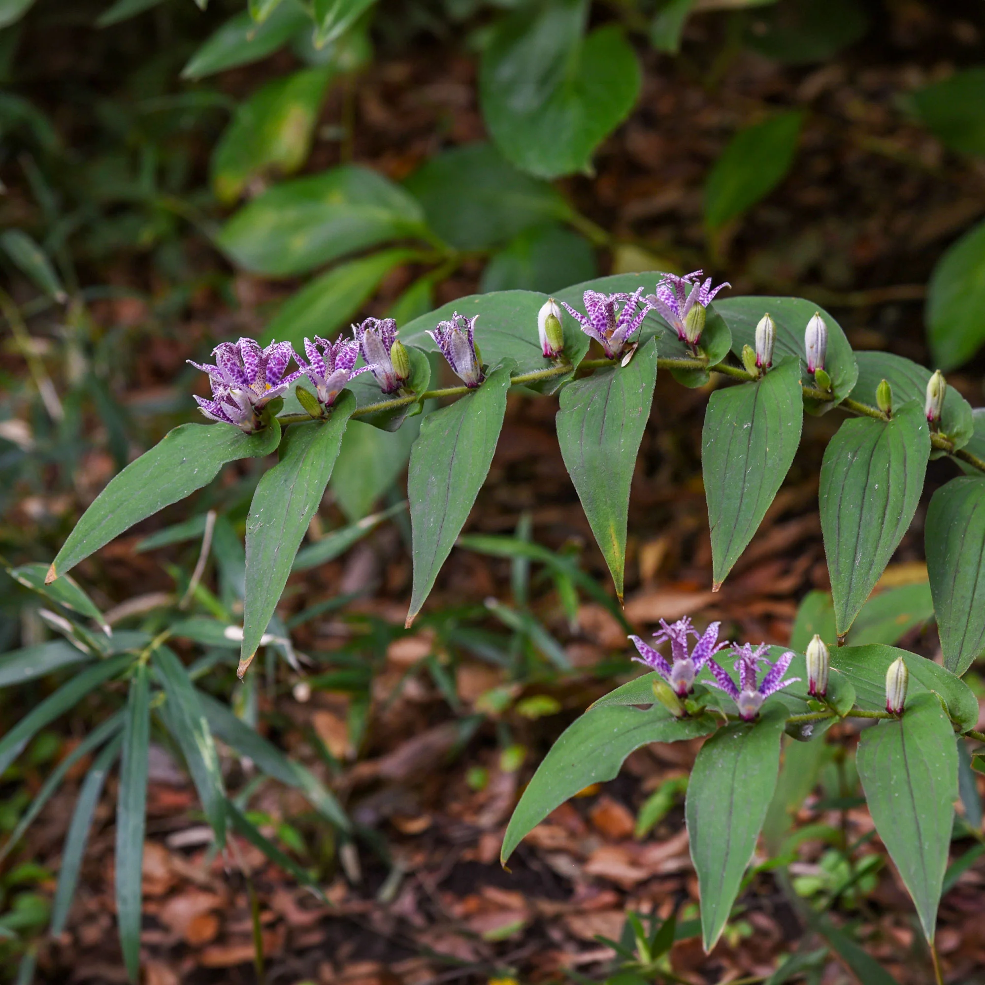 Armeluisorchidee