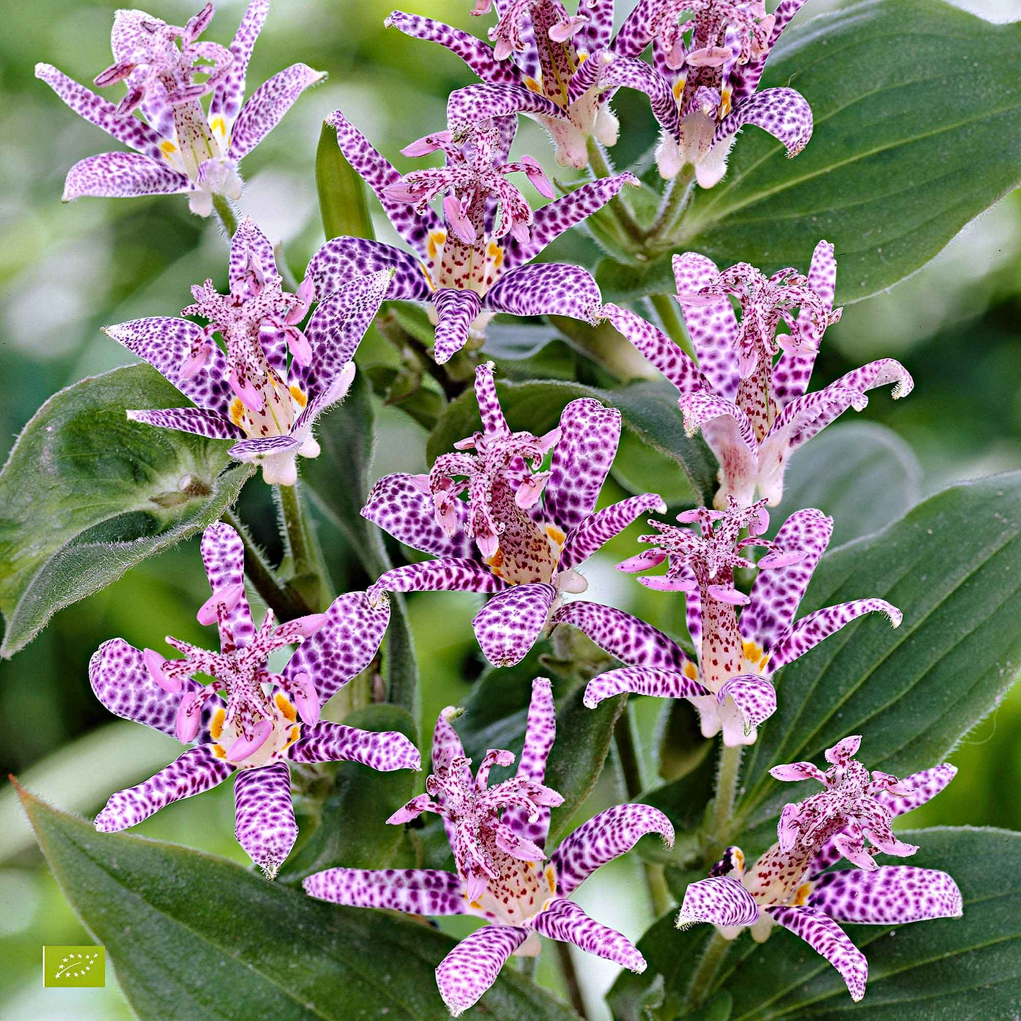 Armeluisorchidee - Image 2