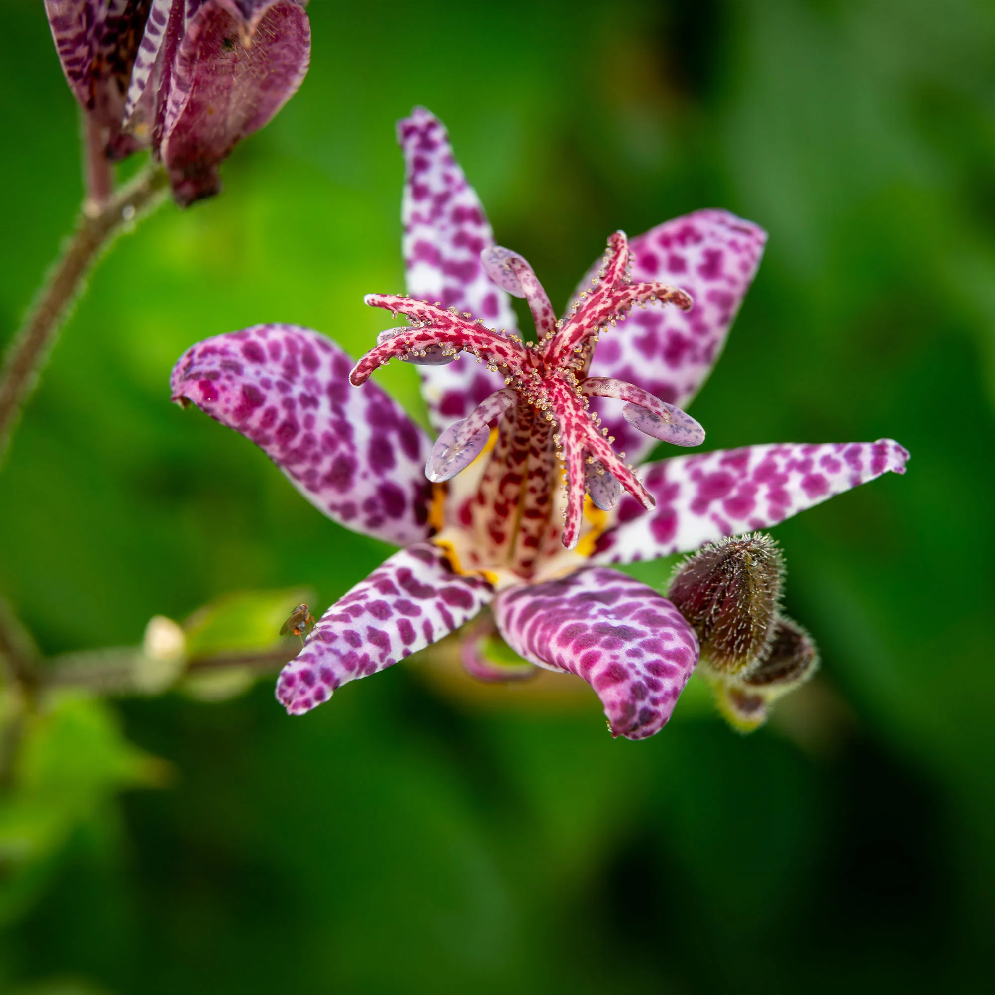 Armeluisorchidee - Image 3