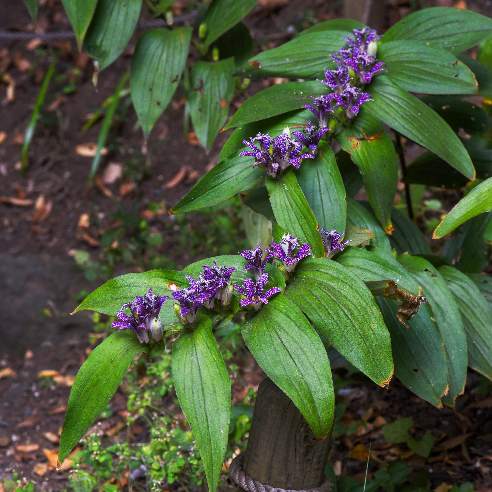 Armeluisorchidee - Image 4