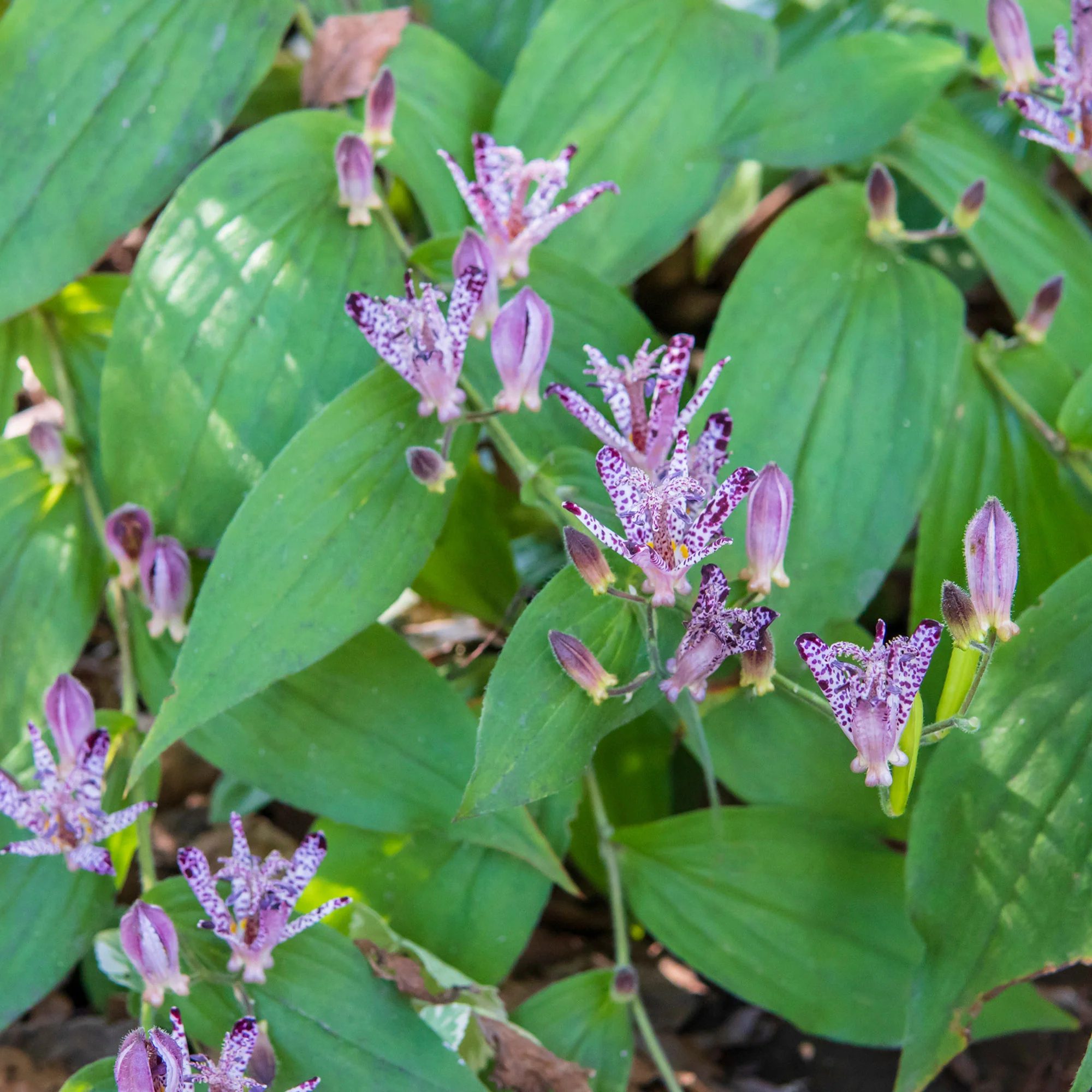 Armeluisorchidee - Image 5