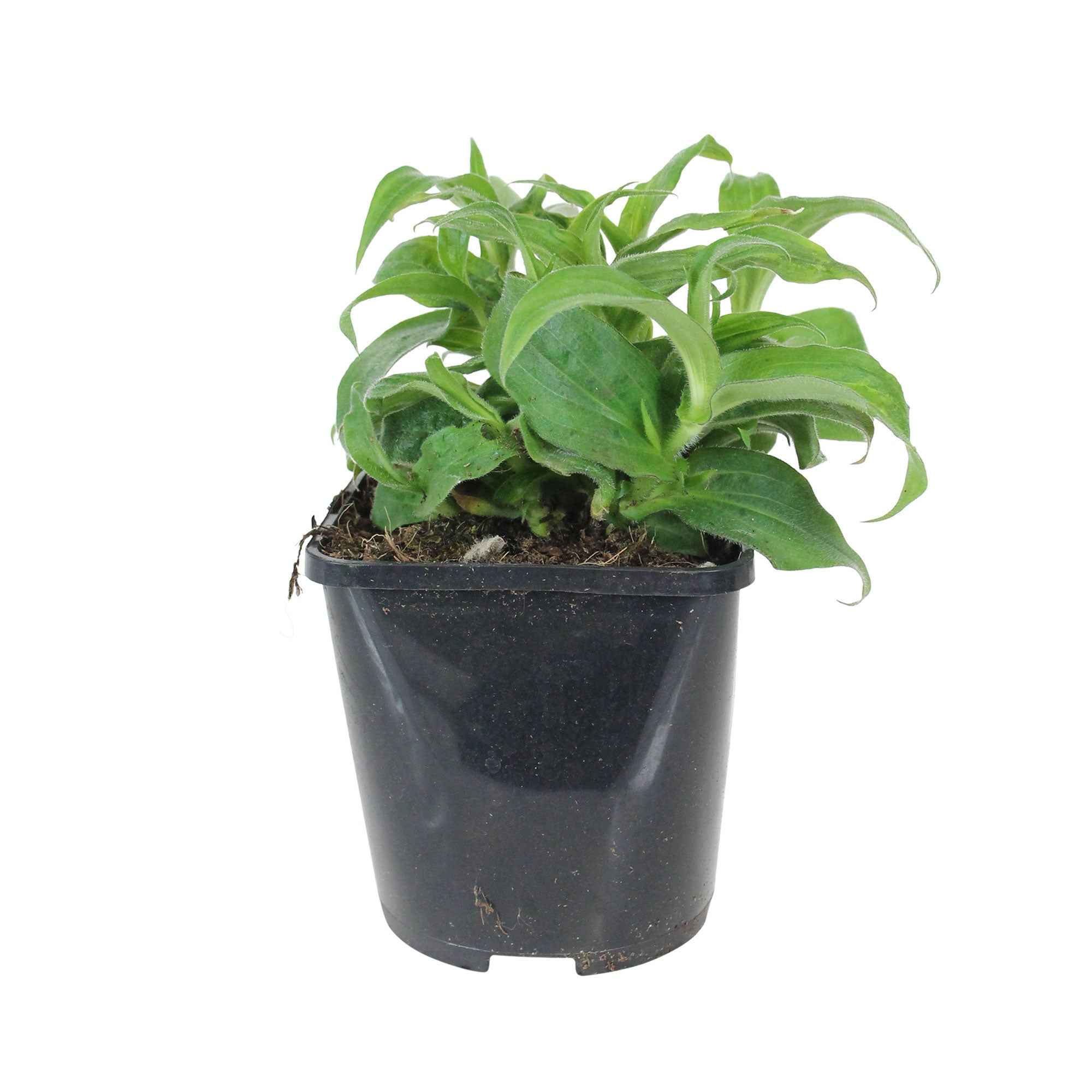 Armeluisorchidee - Image 6