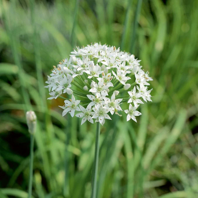 Aromatische Collectie #1 - Image 2