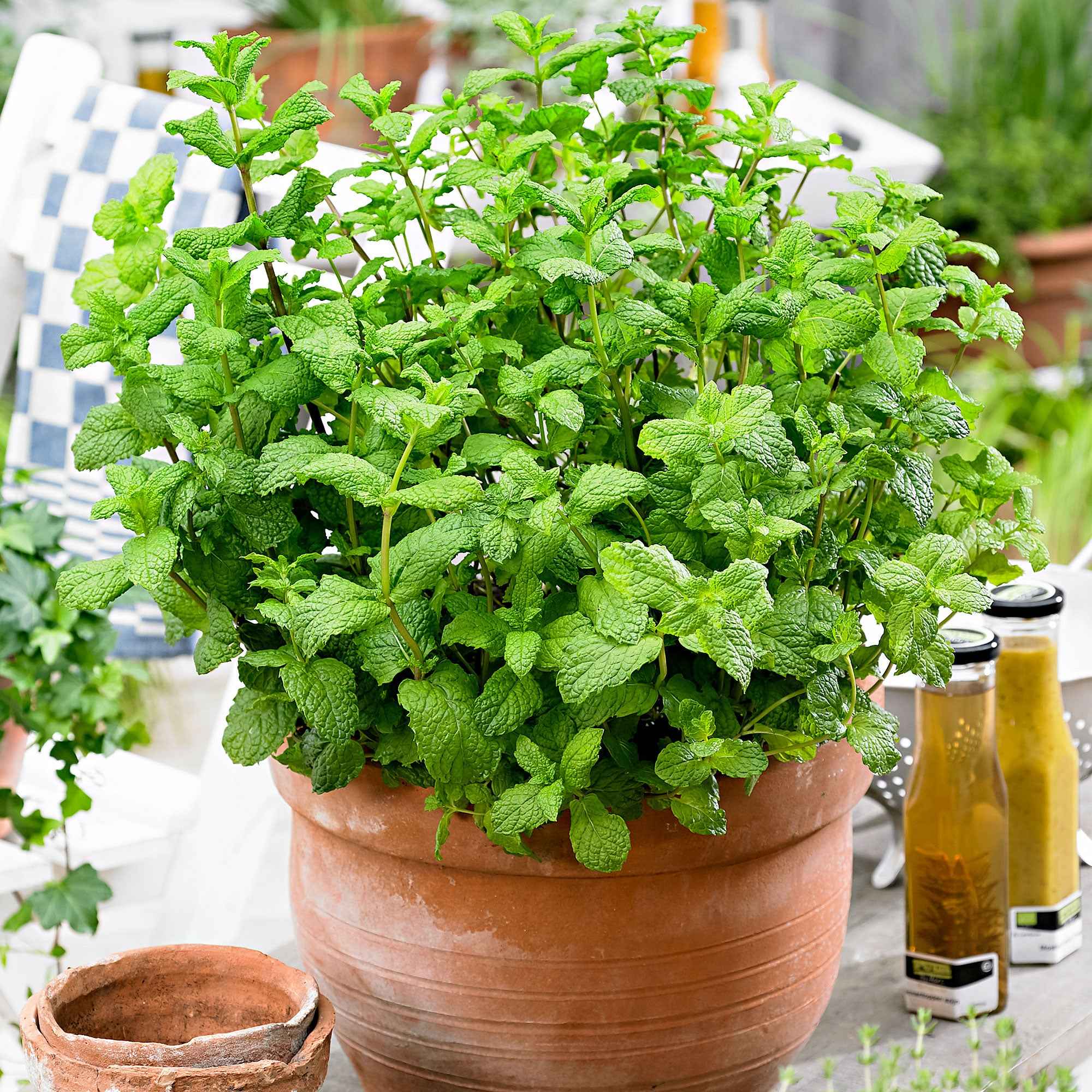 Aromatische Collectie #1 - Image 5
