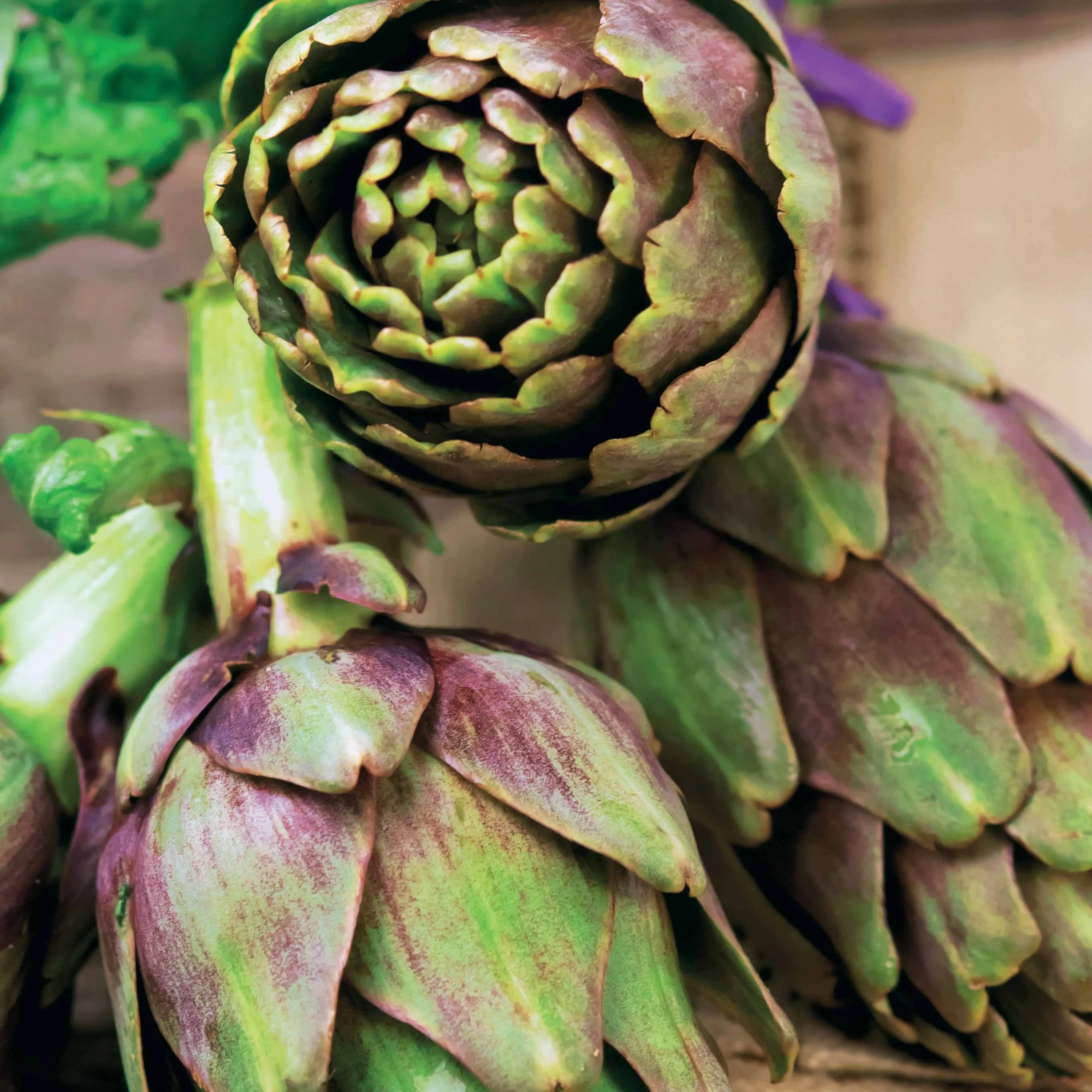 Artisjok 'Violet de Provence' - Image 3