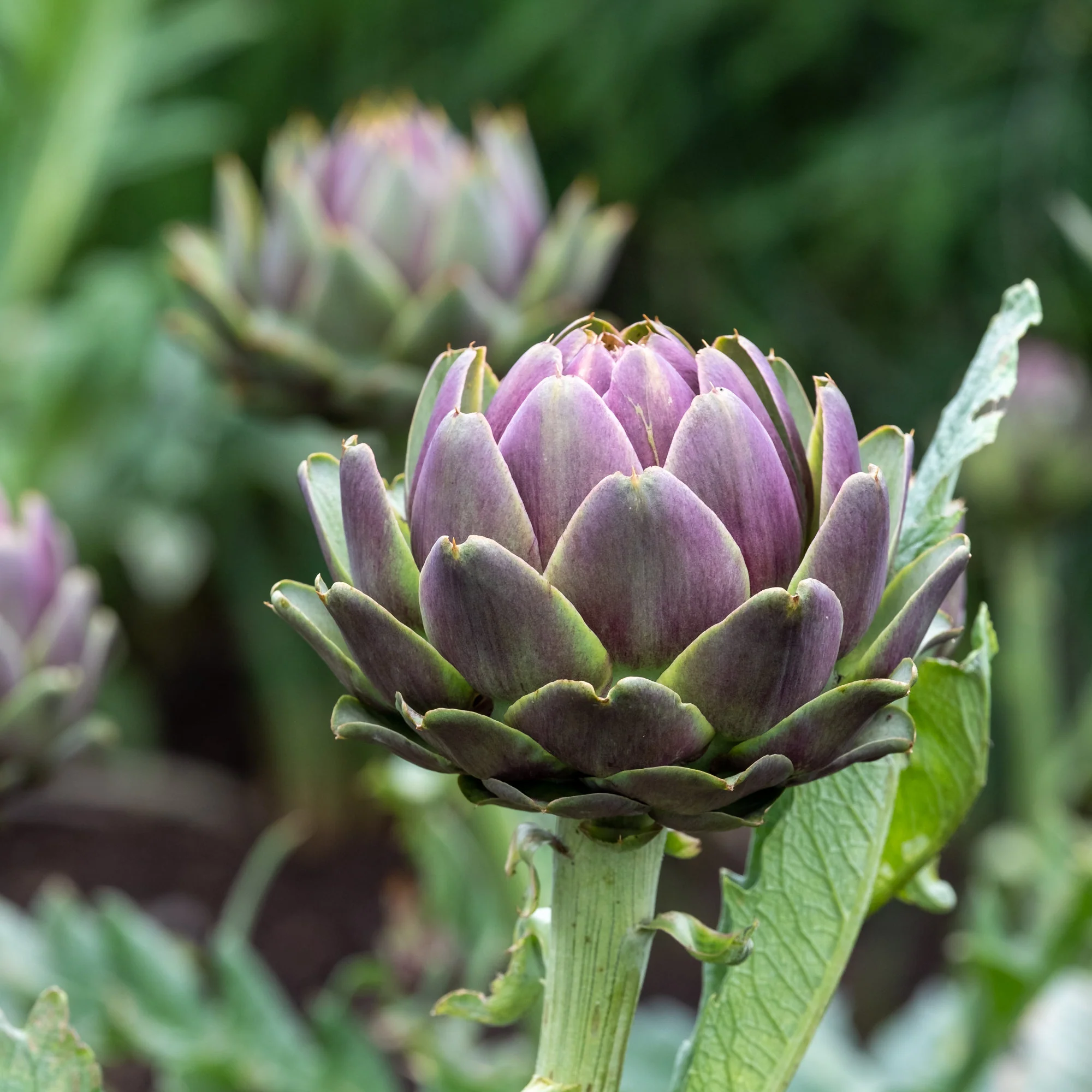 Artisjok 'Violet de Provence' - Image 4