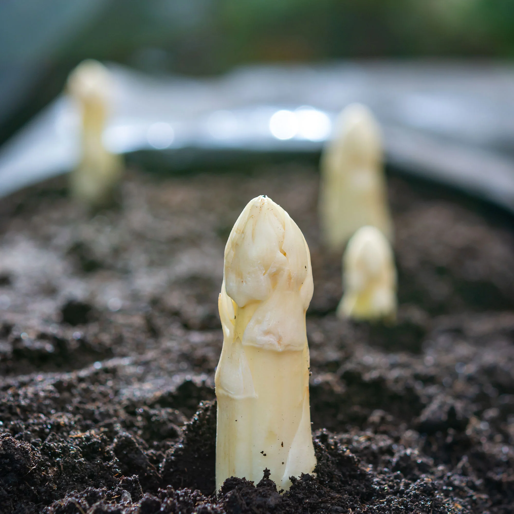 Asperge 'Argenteuil' (x10) - Image 3