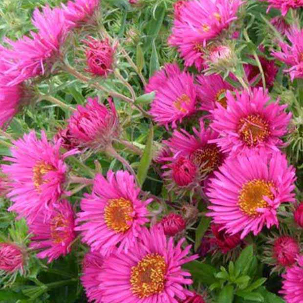 Aster  'Andenken an Alma Potschke'