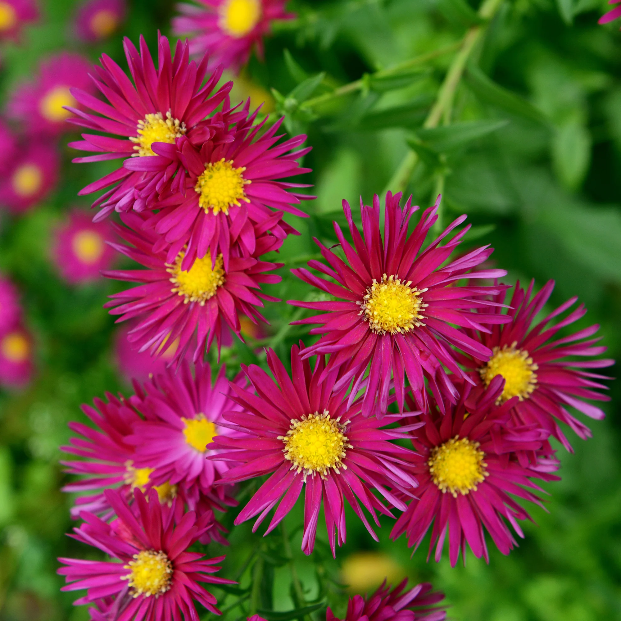 Aster  Crimson Brocade