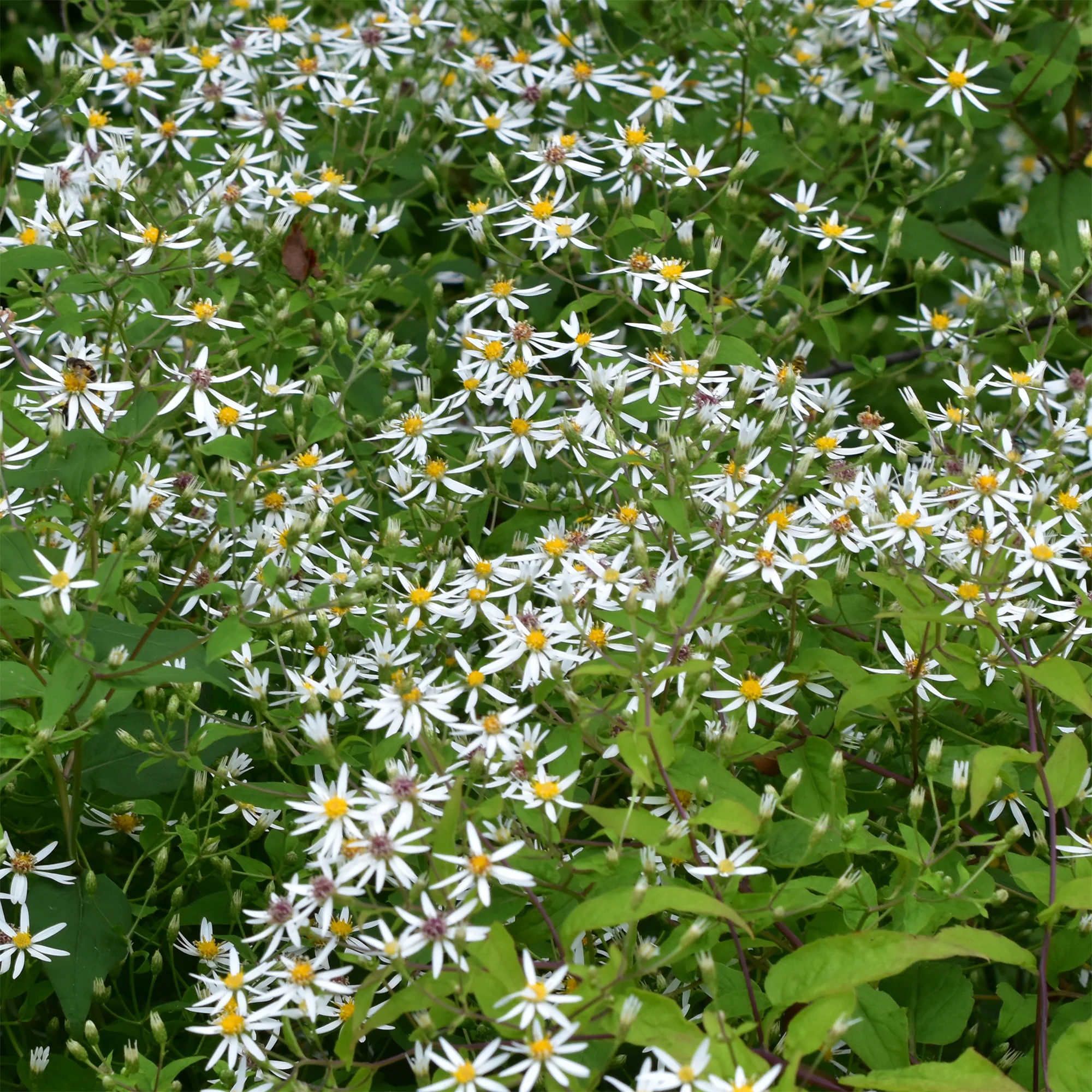 Aster divariqué