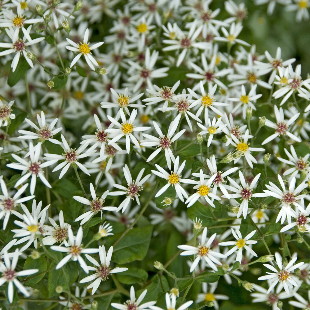 Aster divariqué - Image 3