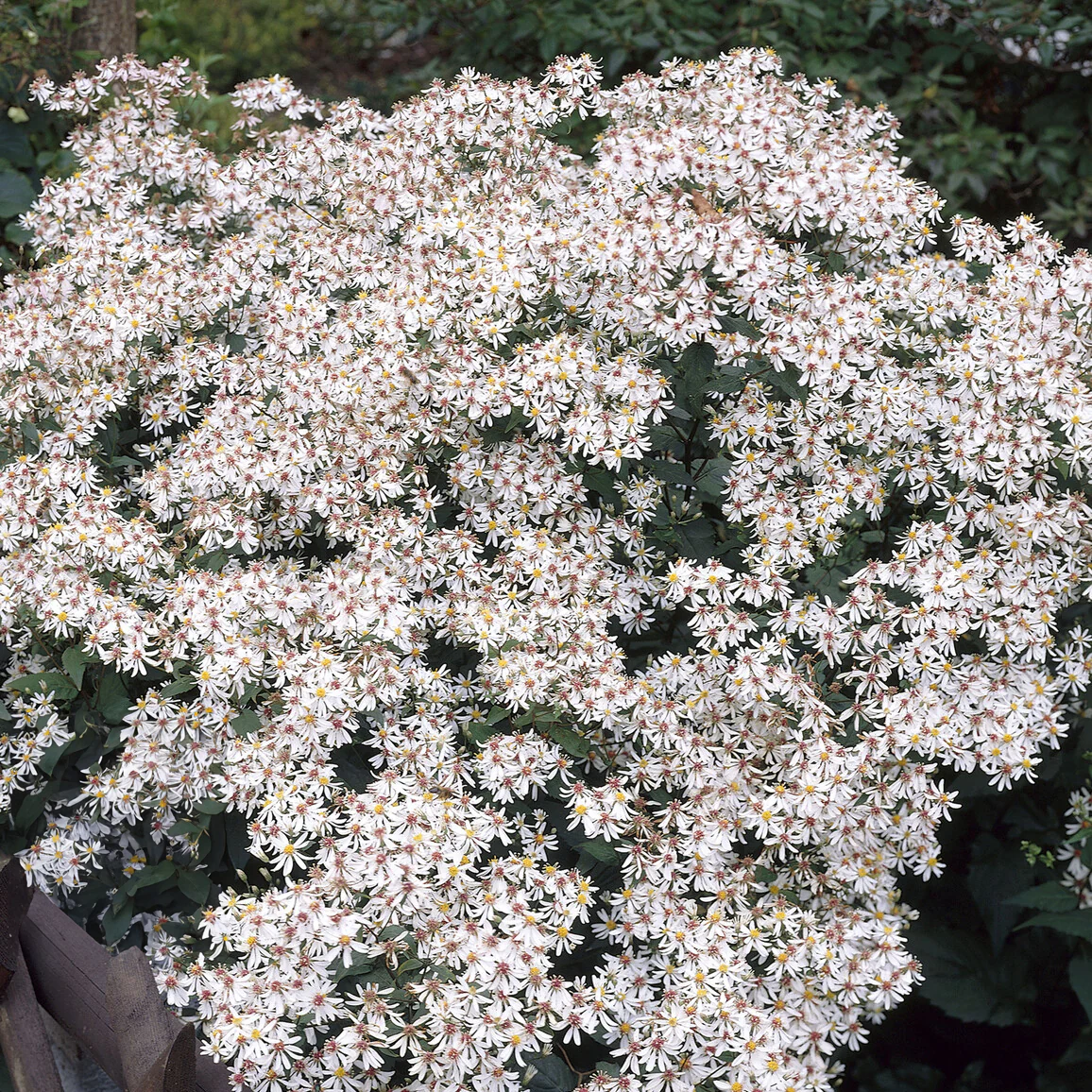 Aster divariqué - Image 4