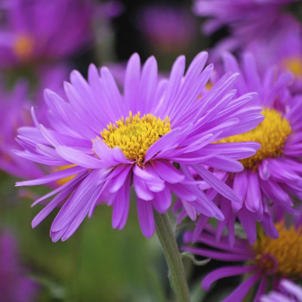 Aster Happy End - Image 2