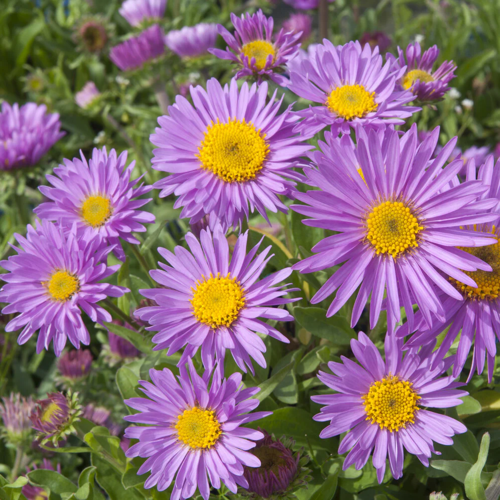 Aster Happy End - Image 3