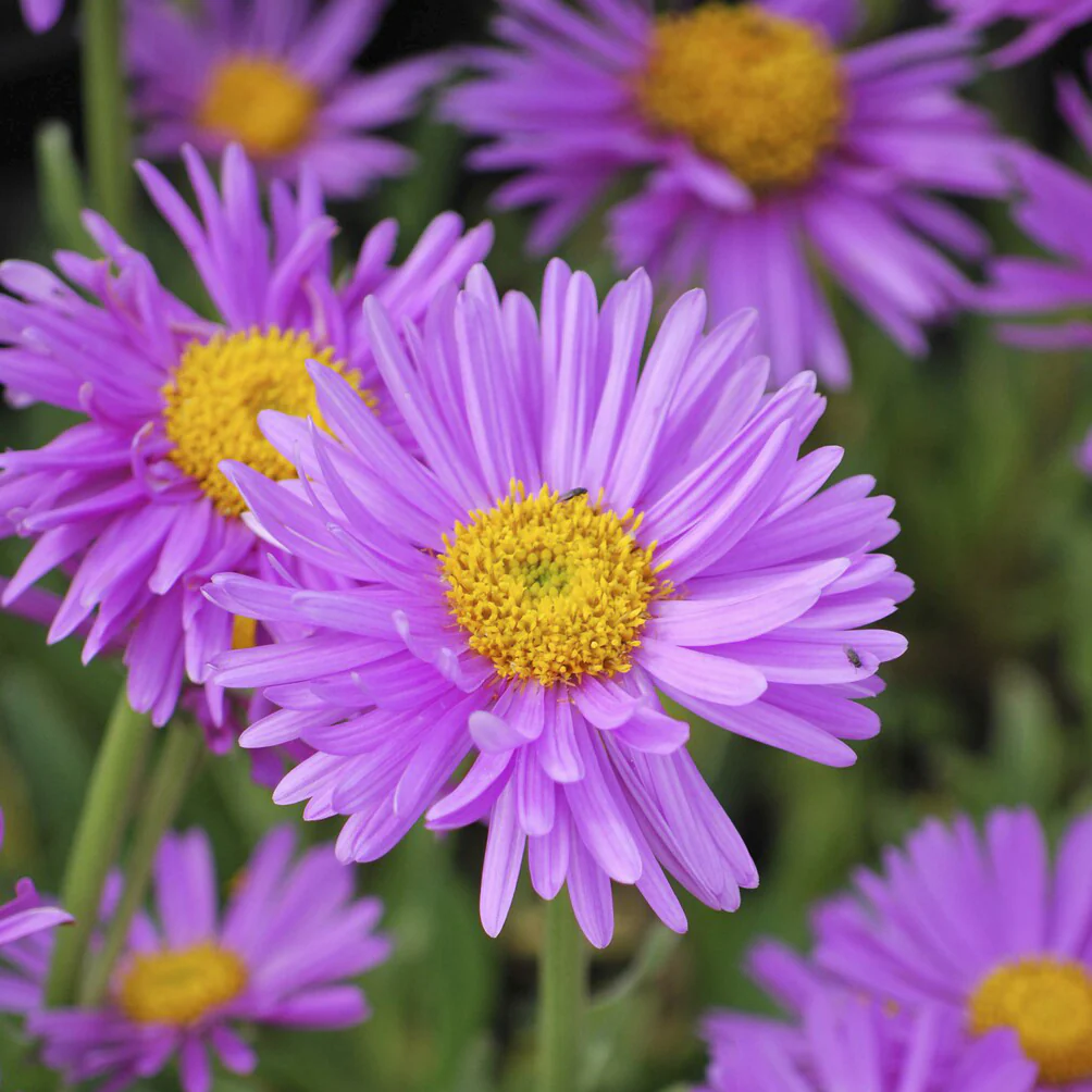 Aster Happy End - Image 4
