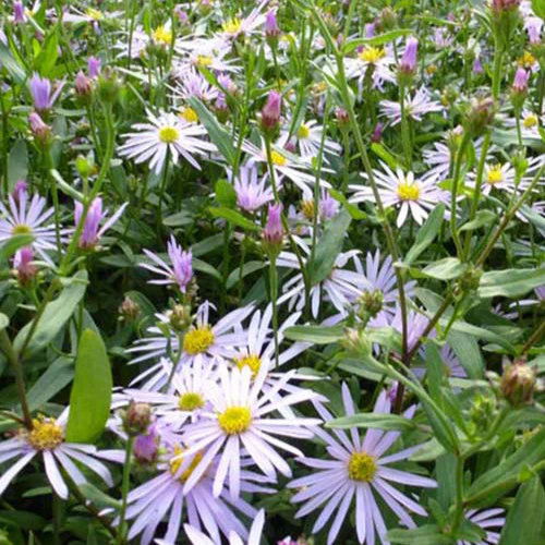 Aster   Lutetia