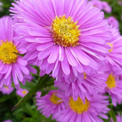 Aster Patricia Ballard (x3)