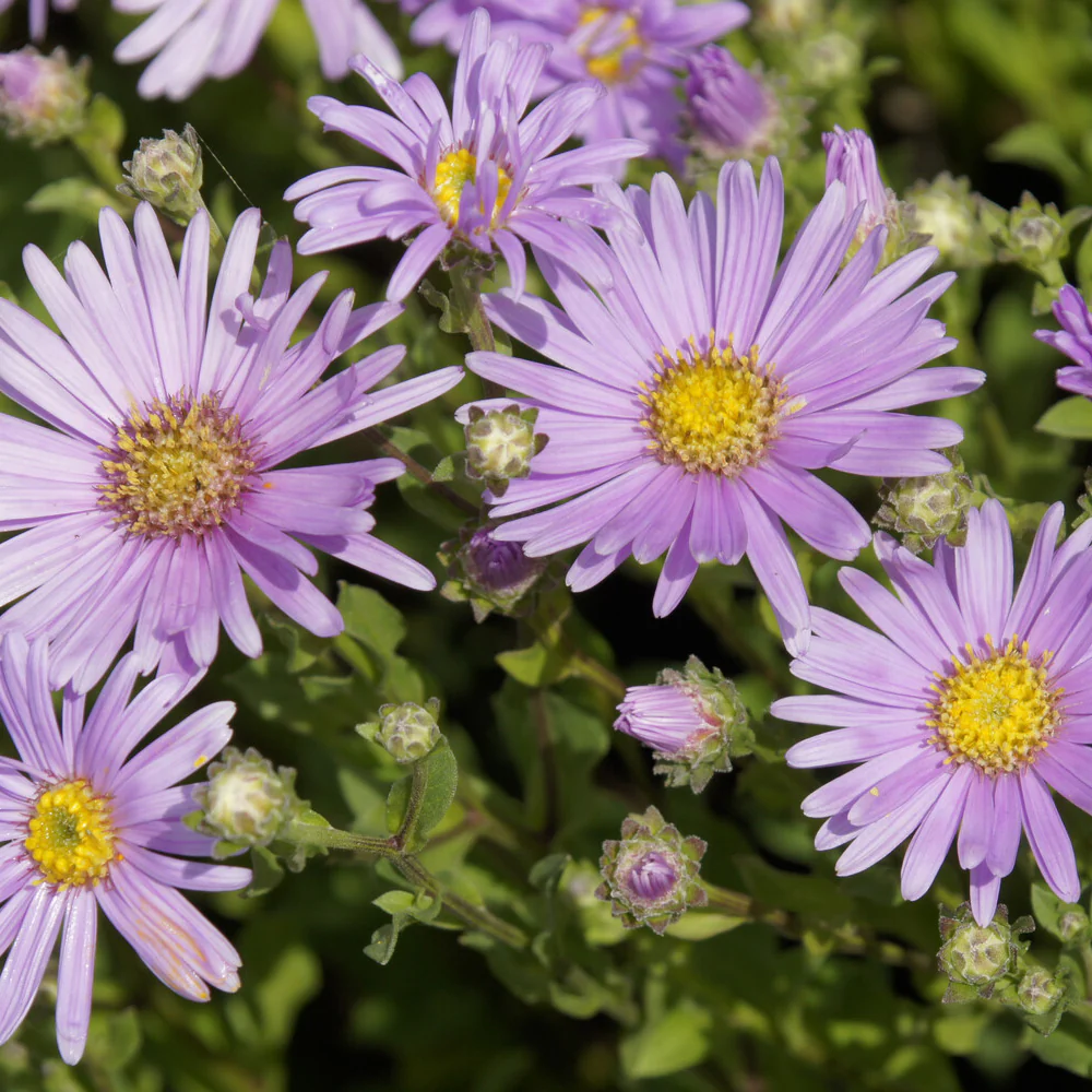 Aster Rosa Erfüllung Oeil de Christ