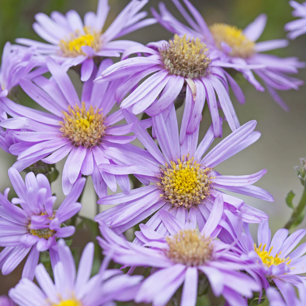Aster Rosa Erfüllung Oeil de Christ - Image 2