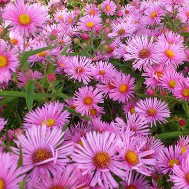 Aster  'Rudelsburg'