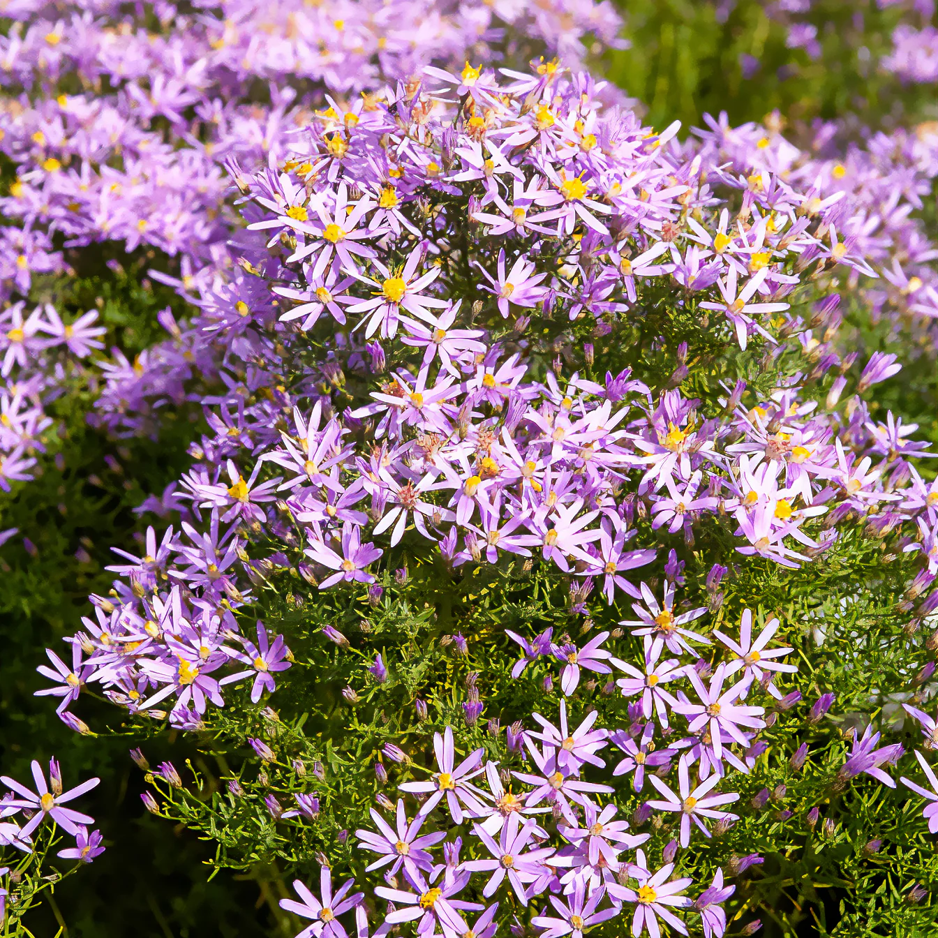 Aster sedifolius 'Nanus'