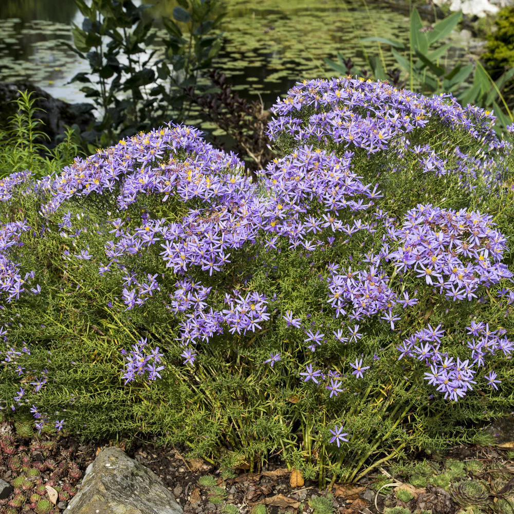 Aster sedifolius 'Nanus' - Image 2