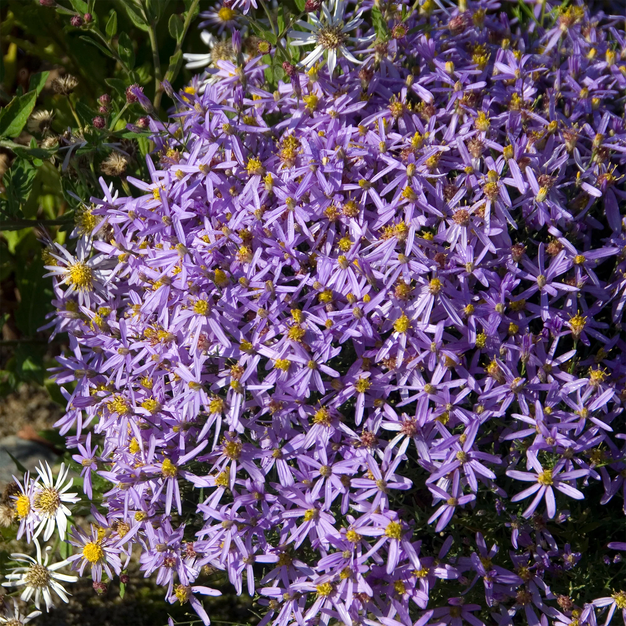Aster sedifolius 'Nanus' - Image 3