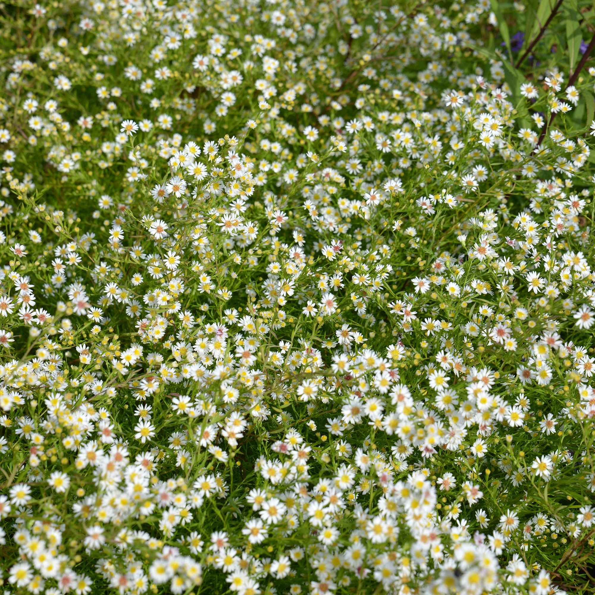 Aster Snowflurry - Image 2