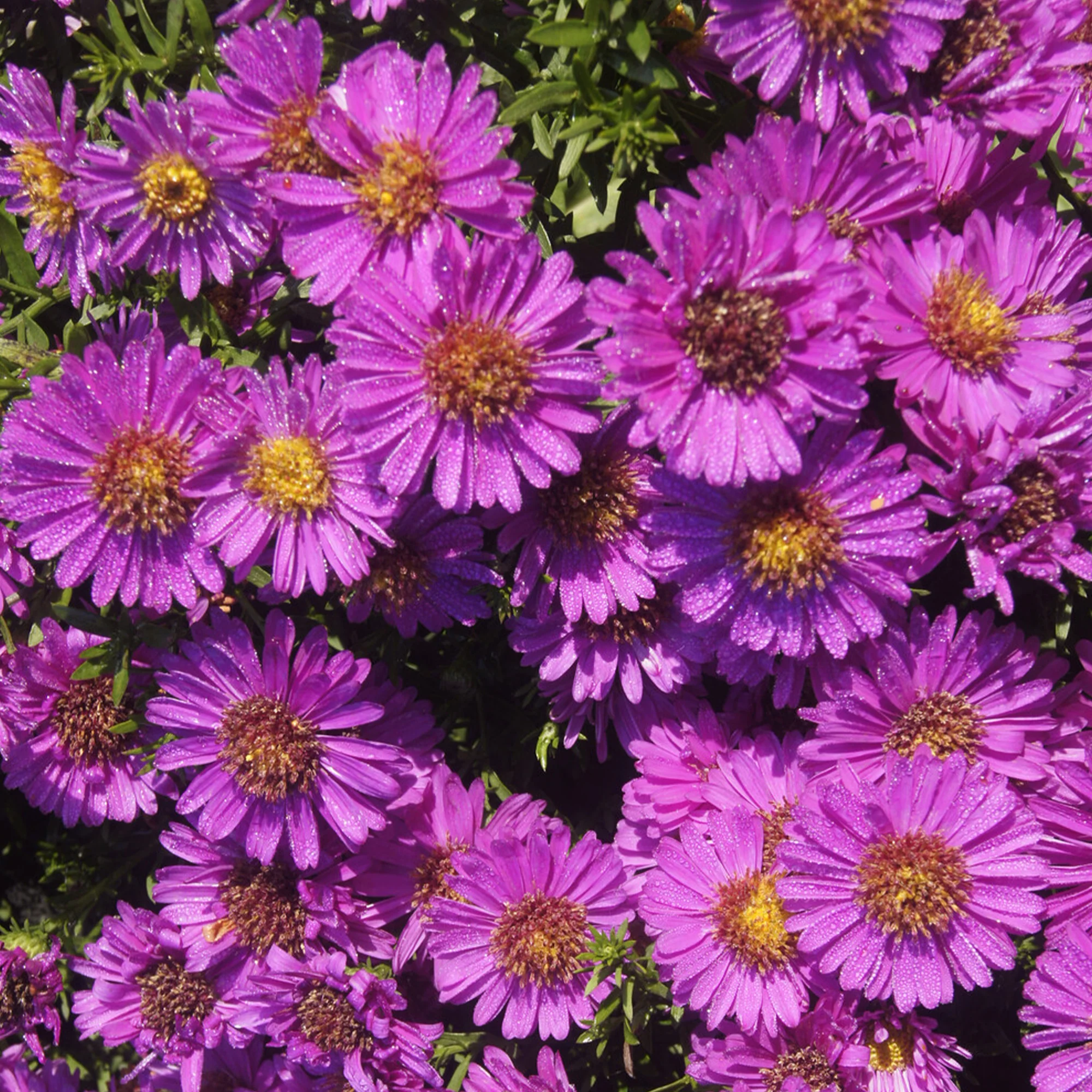 Herfstaster 'Starlight' - Image 2