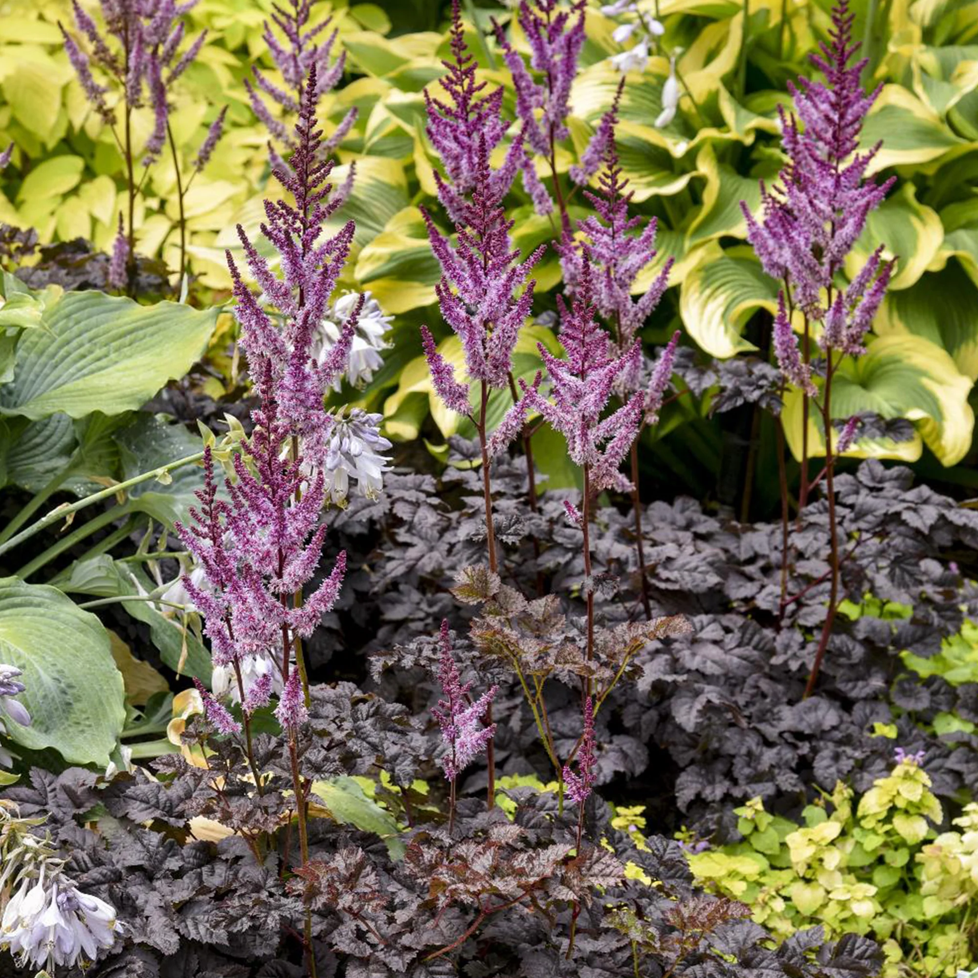 Astilbe Darkside Of The Moon® - Image 3