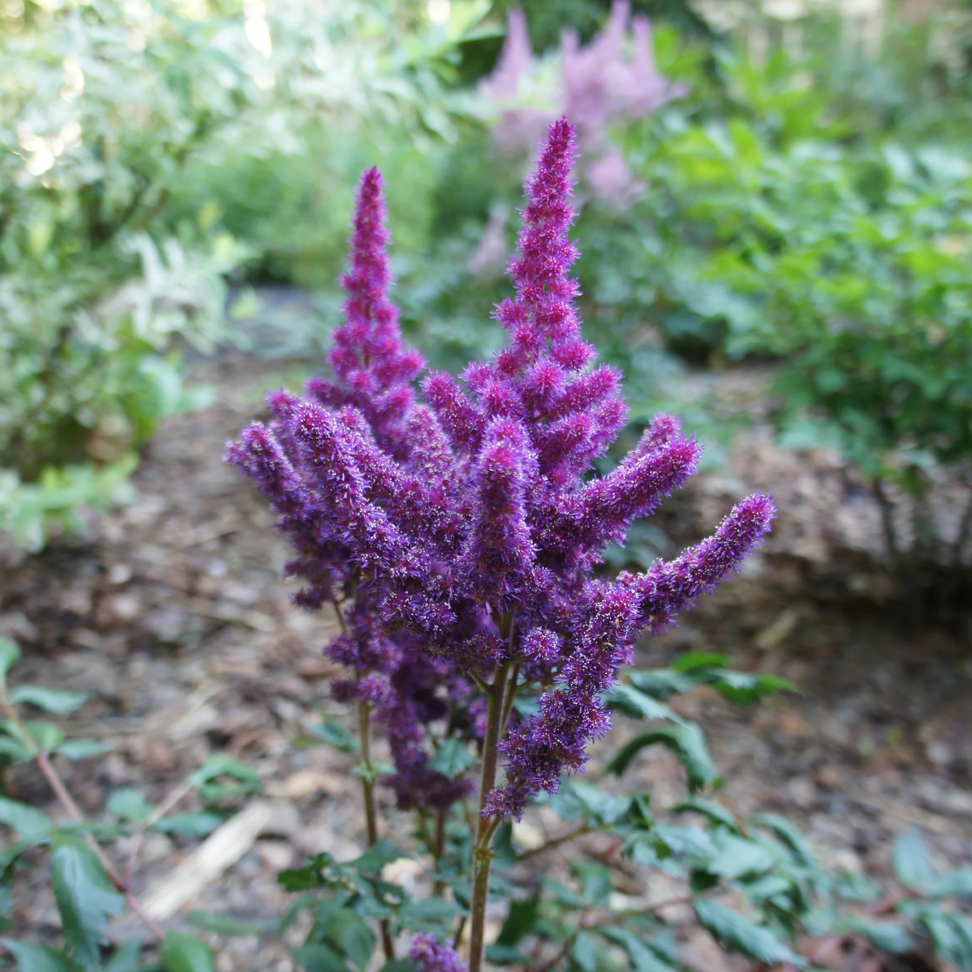 Miniatuur 2