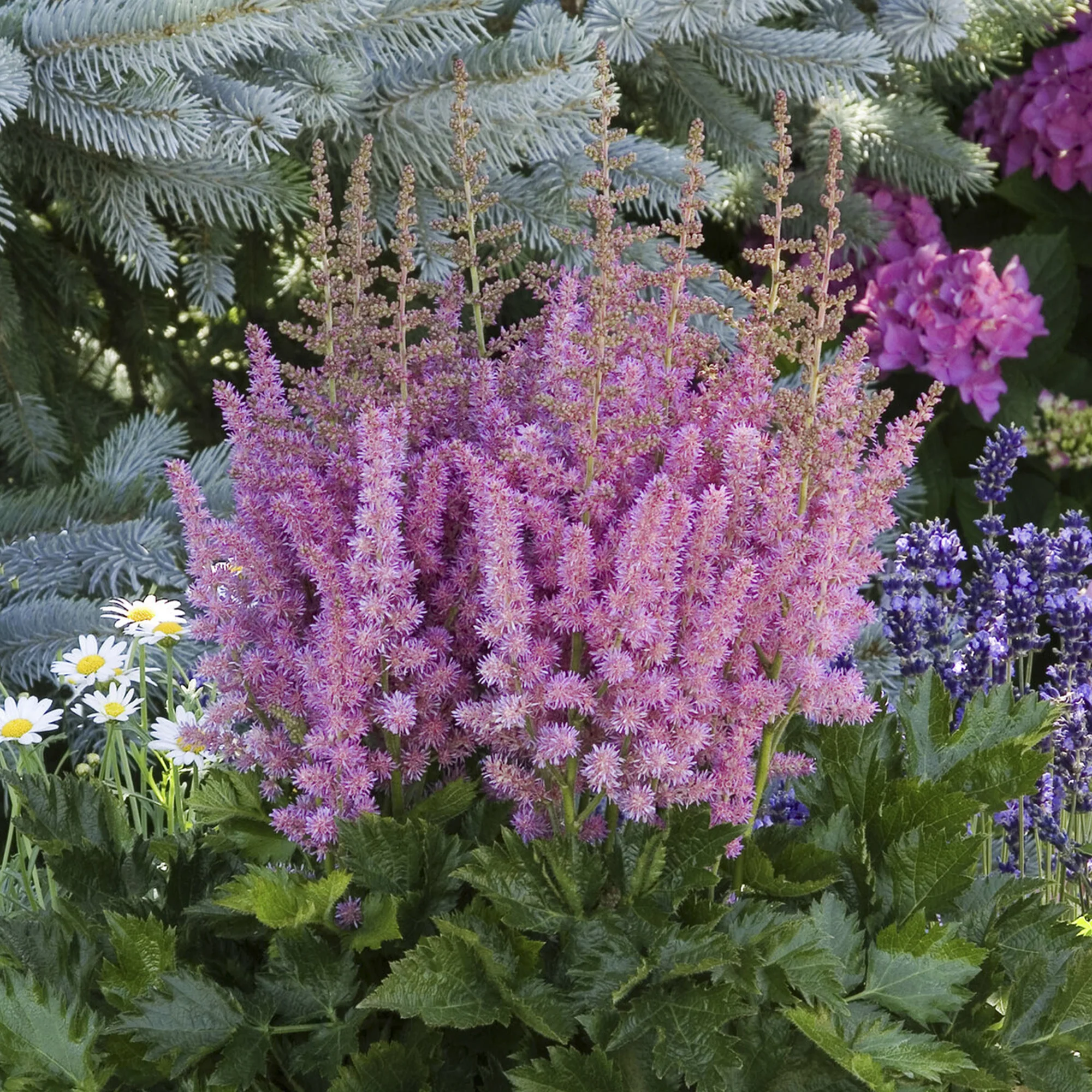 Astilbe Little Visions in Purple® - Image 3