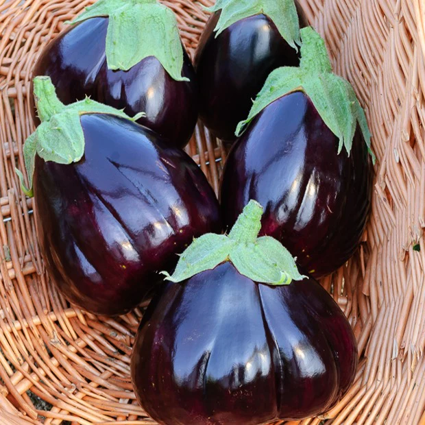 Aubergine 'Black Beauty'