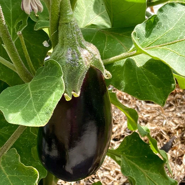 Aubergine 'Bonica' - Image 2