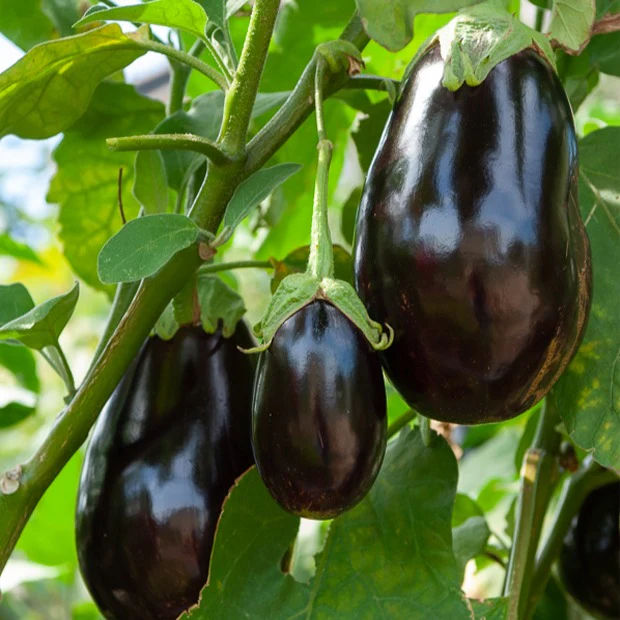 Aubergine 'Bonica' - Image 3
