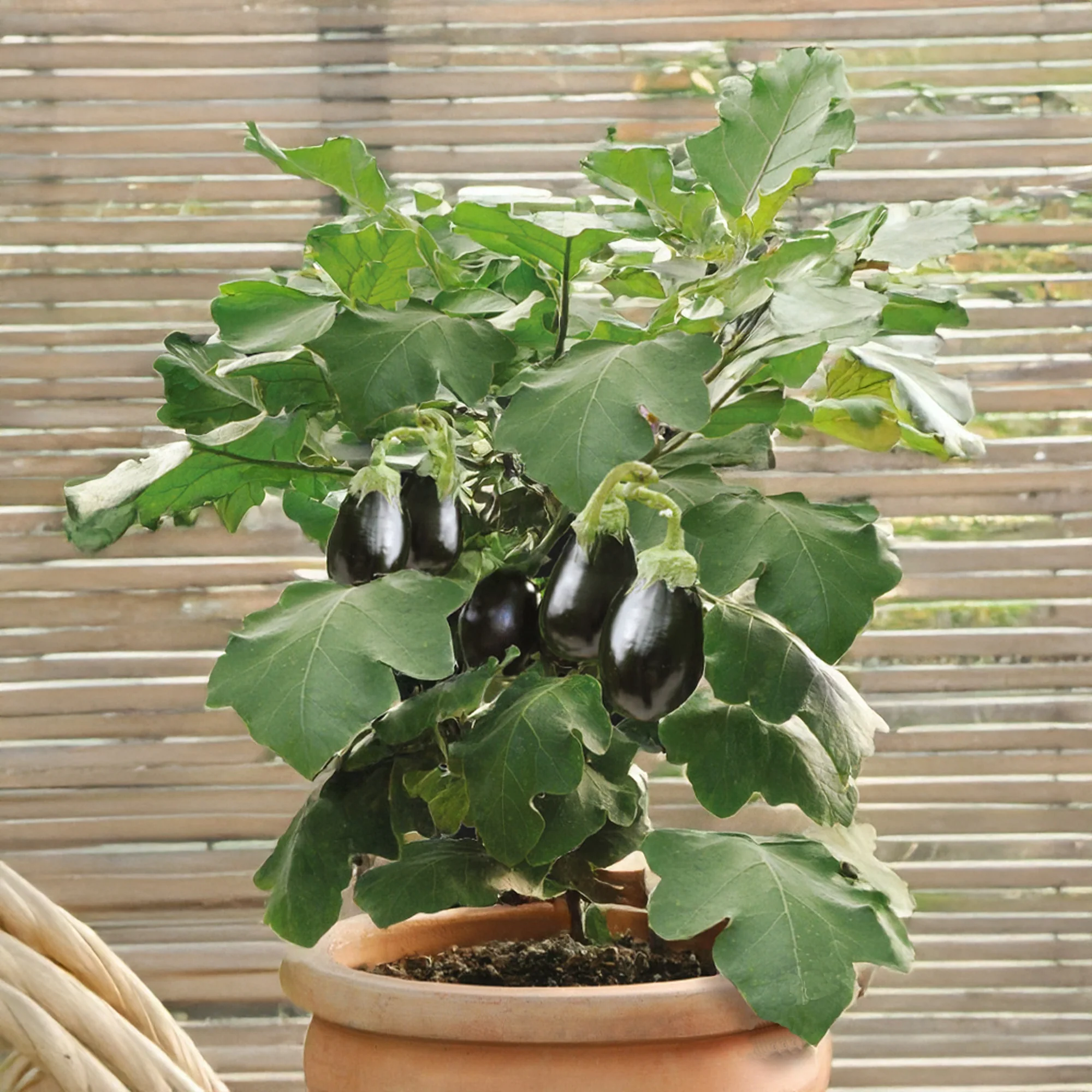 Aubergine pot Patio Baby F